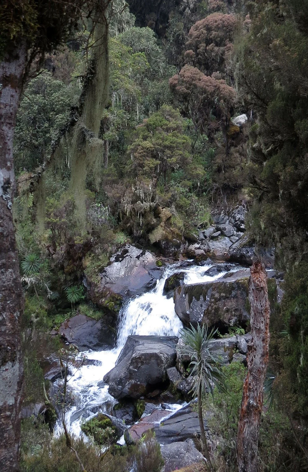 RWENZORI NATIONAL PARK UGANDA (168).JPG