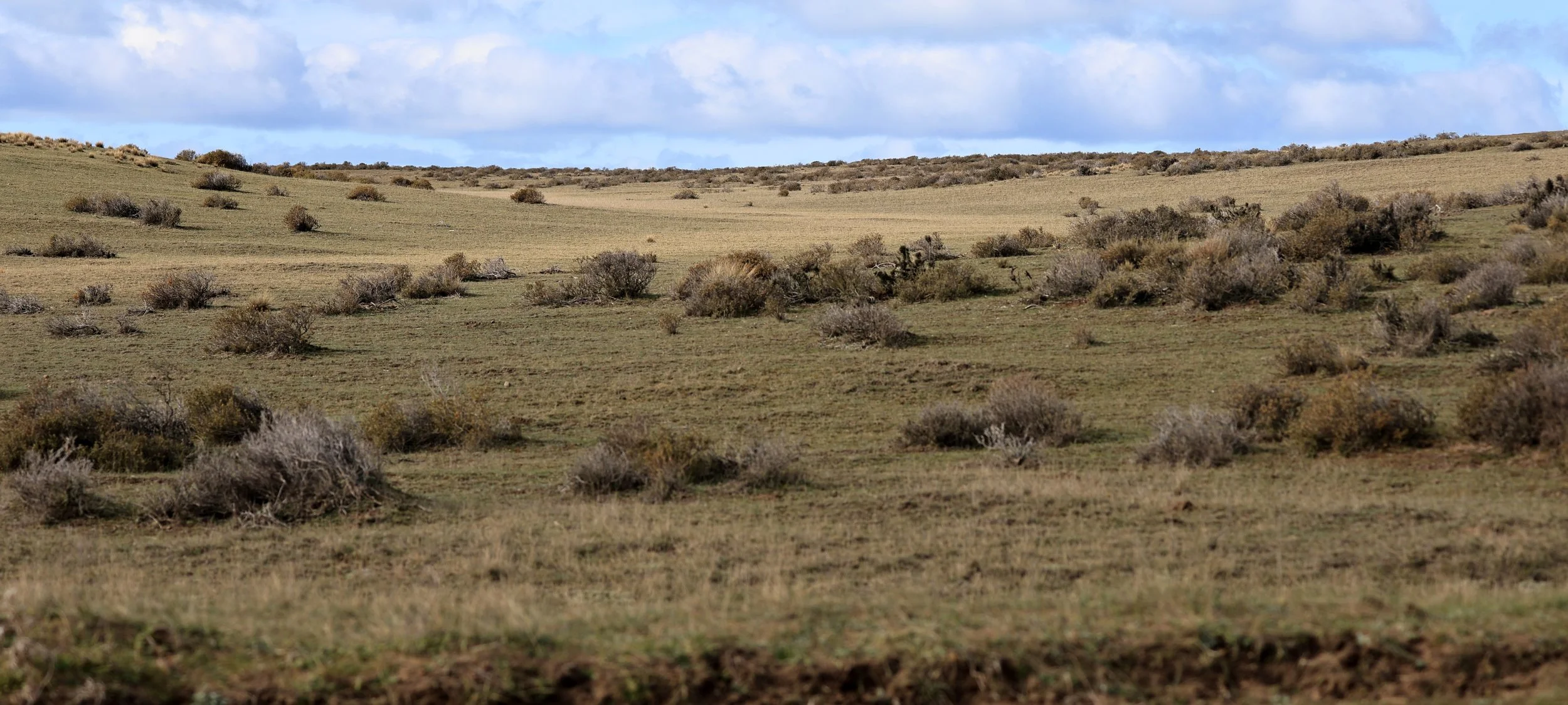 Valdes Peninsula, Chubut Province, Argentina Day 2 (422).jpg