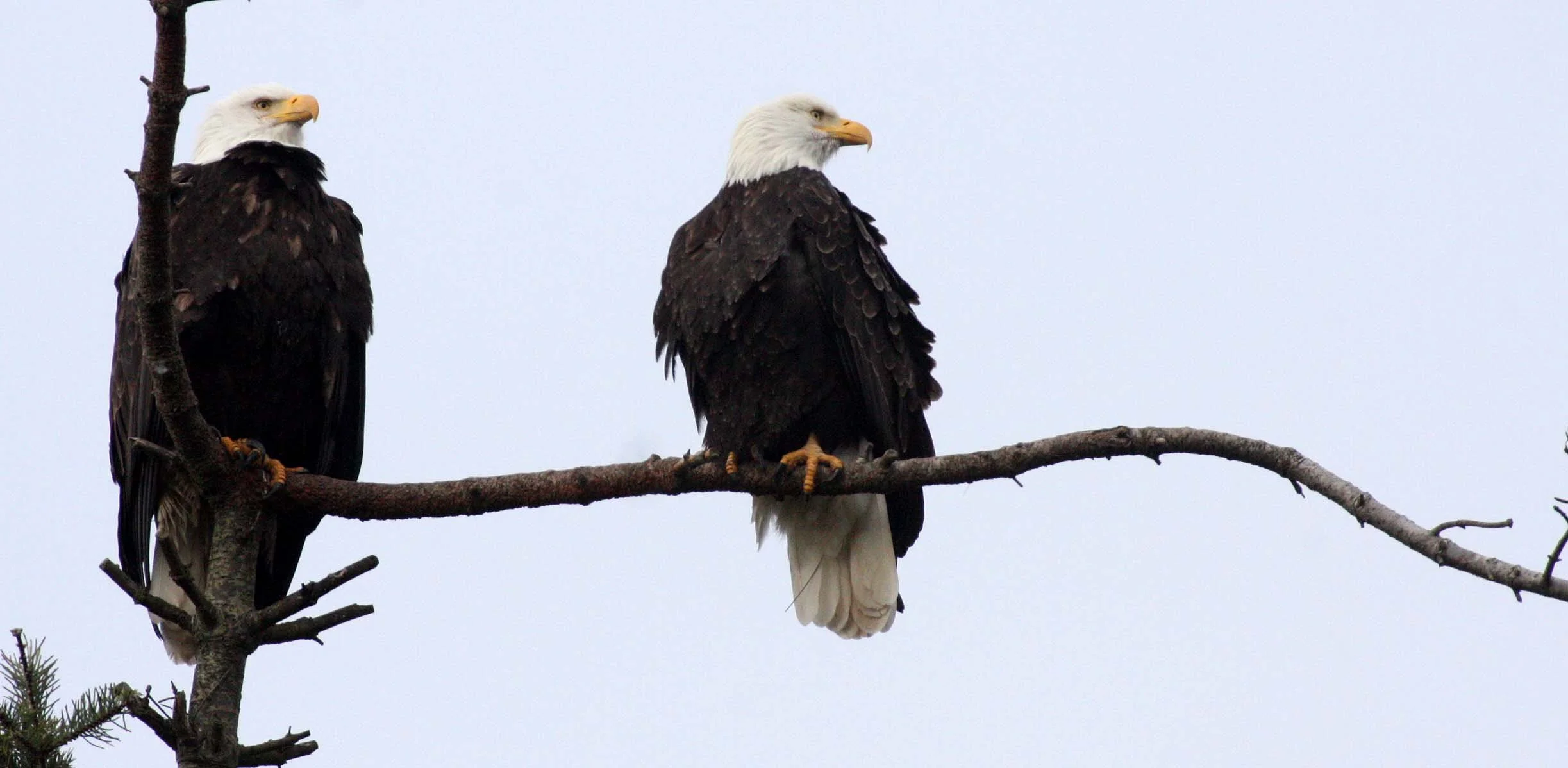 Haliaeetus leucocephalus - AMERICAN BALD EAGLE - MARINE DRIVE SEQUIM WA (19).JPG