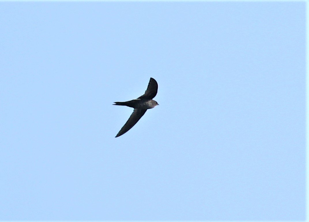 Himalayan Swiftlet (Aerodramus brevirostris) Doi Ang Khang Chiang Mai (1).jpg