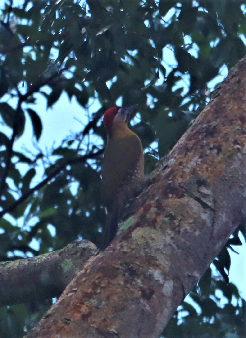 WOODPECKER - STREAK BREASTED WOODPECKER -Picus viridanus - KAENG KRACHAN NATIONAL PARK THAILAND MAY 2021 (2).jpg