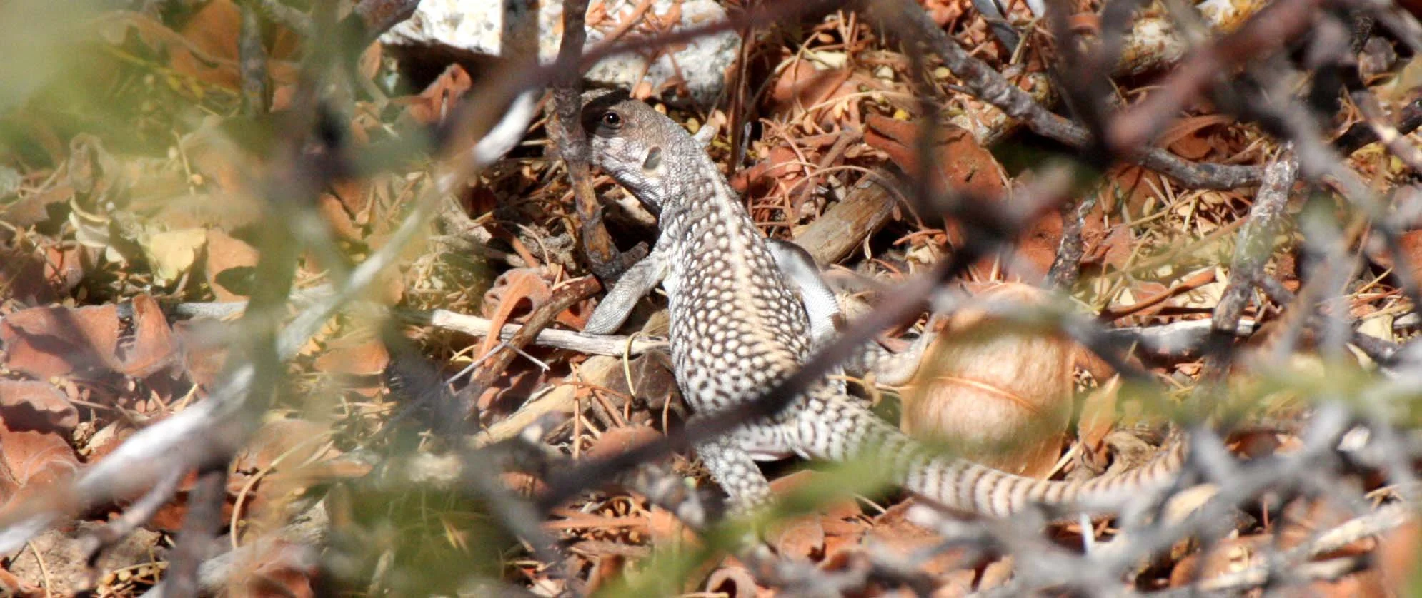 Dipsosaurus catalinensis - CATALINA ISLAND DESERT IGUANA - ISLA SANTA CATALINA BAJA MEXICO  (14).JPG