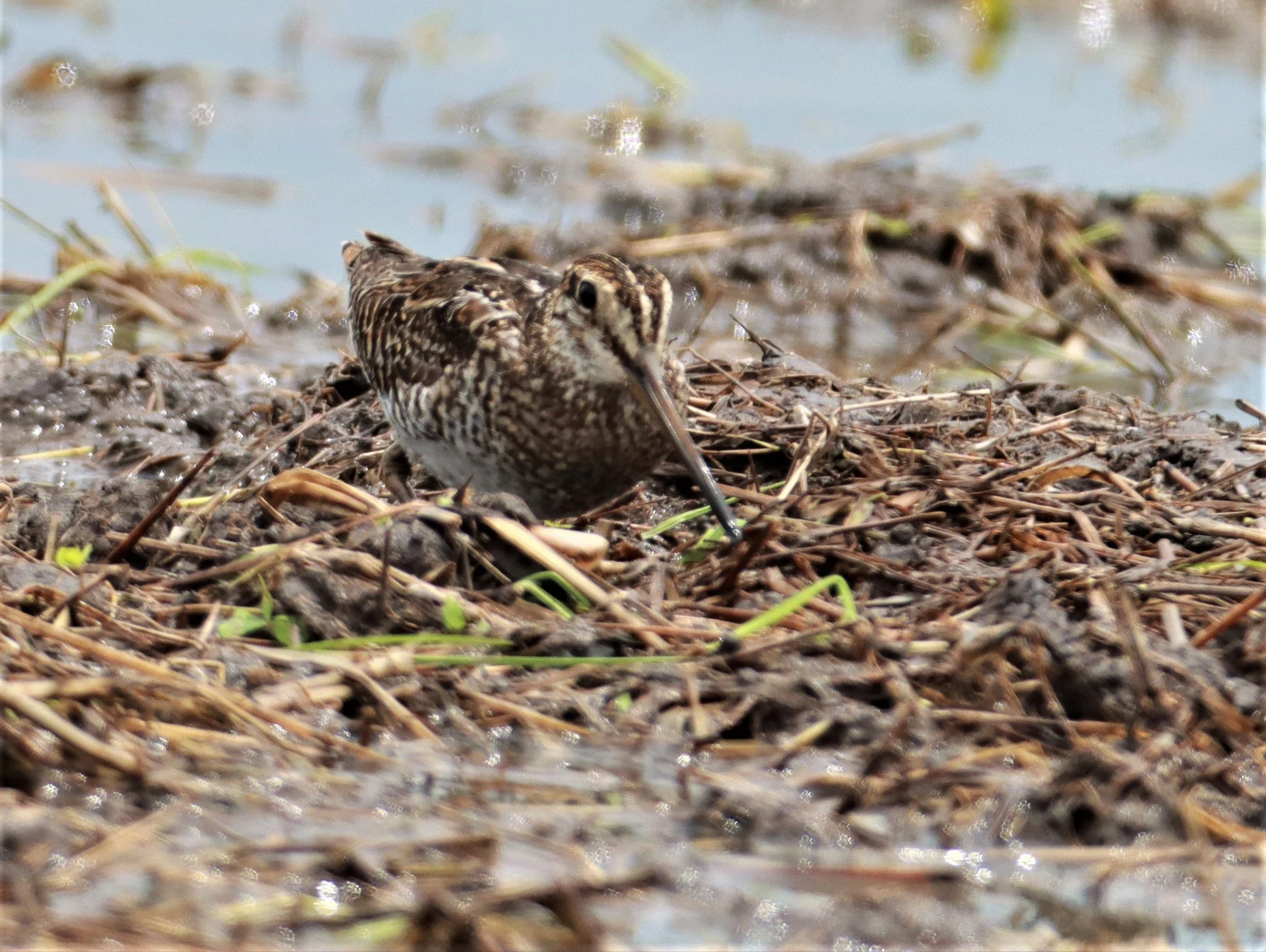 SNIPE - PINTAIL SNIPE - Gallinago stenura - PATHUM THANI RICE RESEARCH CENTER AUG 11 2021 (27).jpg