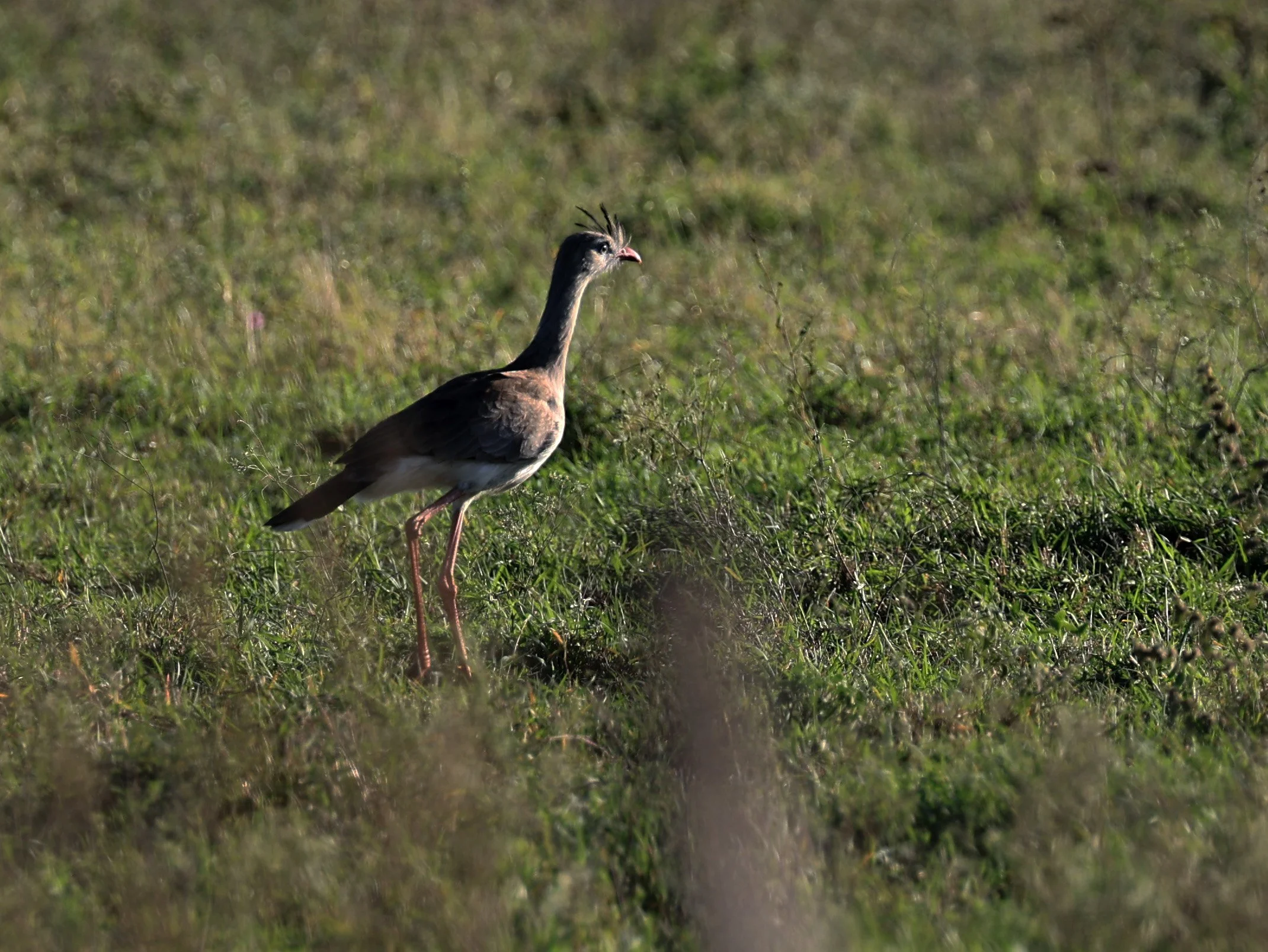 Red-legged Seriema (Cariama cristata) Neuland Mennonite Colony Paraguay (9).jpg