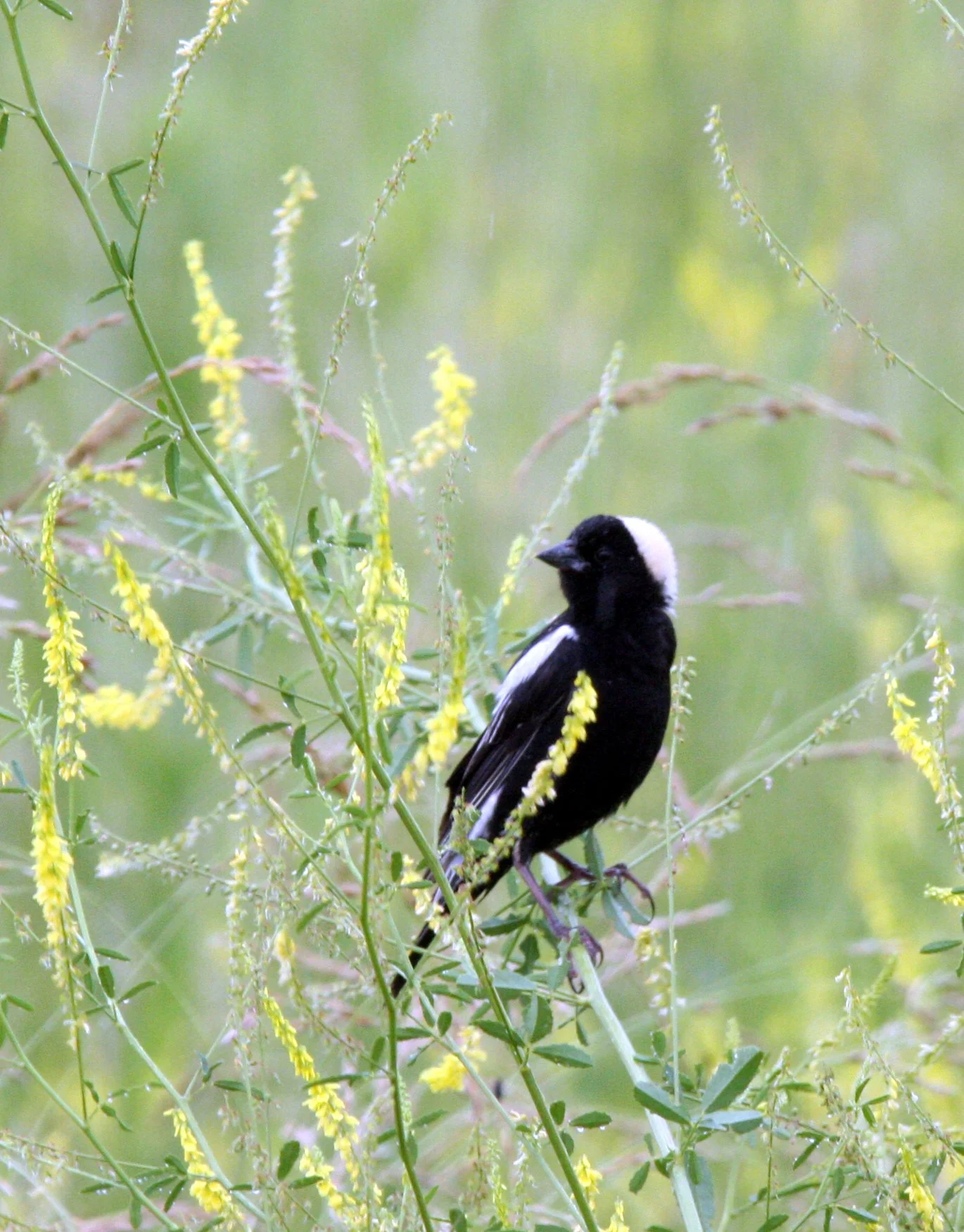 Bobolink (Dolichonyx oryzivorus) McKee Marsh Illinois (5).JPG