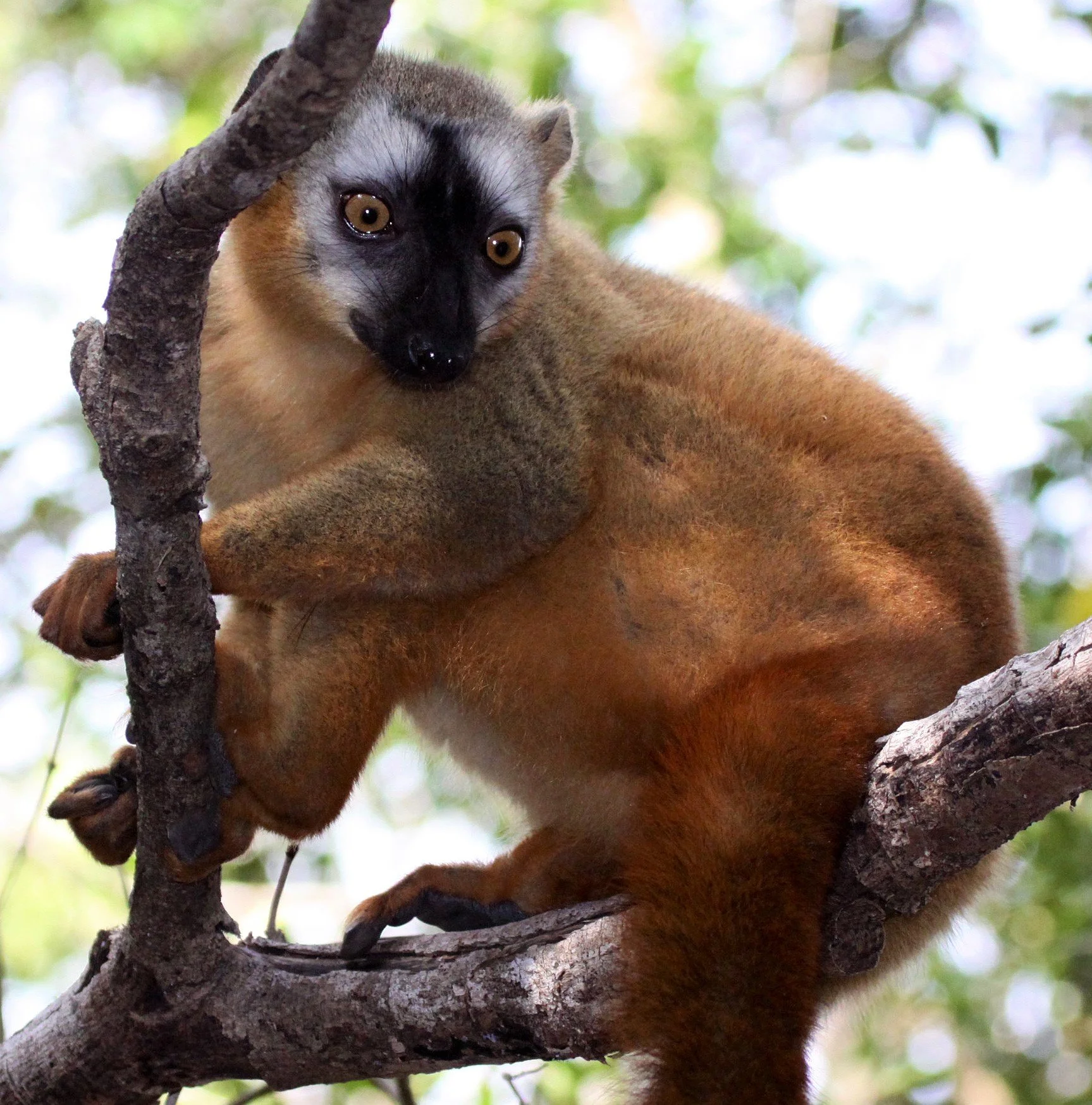 LEMURIDAE - Eulemur rufus -  RUFOUS BROWN LEMUR - KIRINDY NATIONAL PARK MADAGASCAR aa.jpg