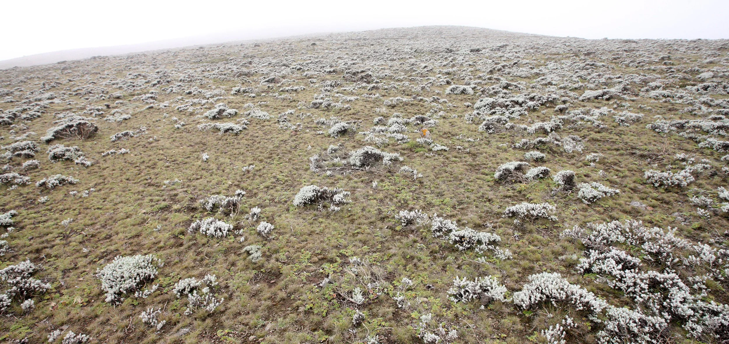 BALE MOUNTAINS NATIONAL PARK ETHIOPIA - SANETTI PLATEAU (2).JPG
