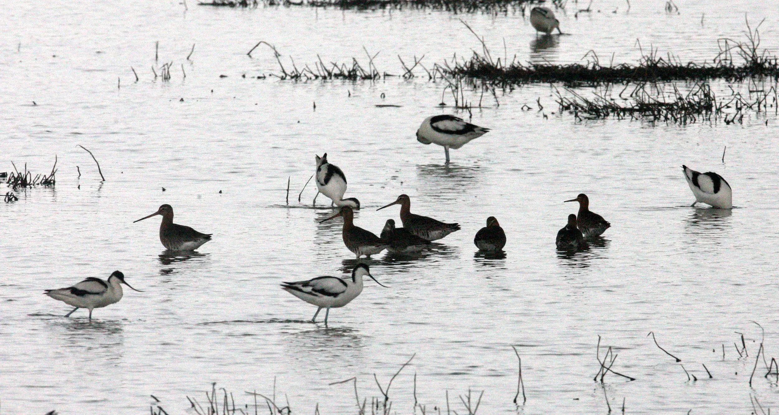 BIRD - GODWIT - BLACK-TAILED GODWIT - MAI PO WETLANDS HONG KONG (50).JPG