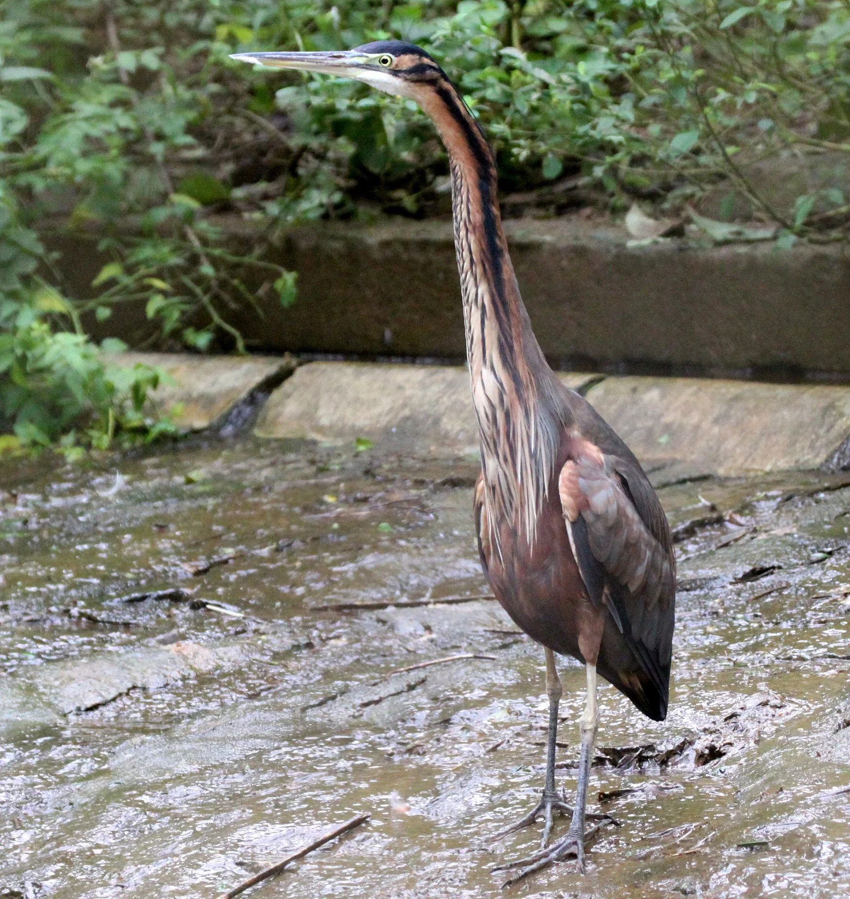 HERON - PURPLE HERON - Ardea purpurea - ANDISABE NATIONAL PARK MADAGASCAR (5).JPG