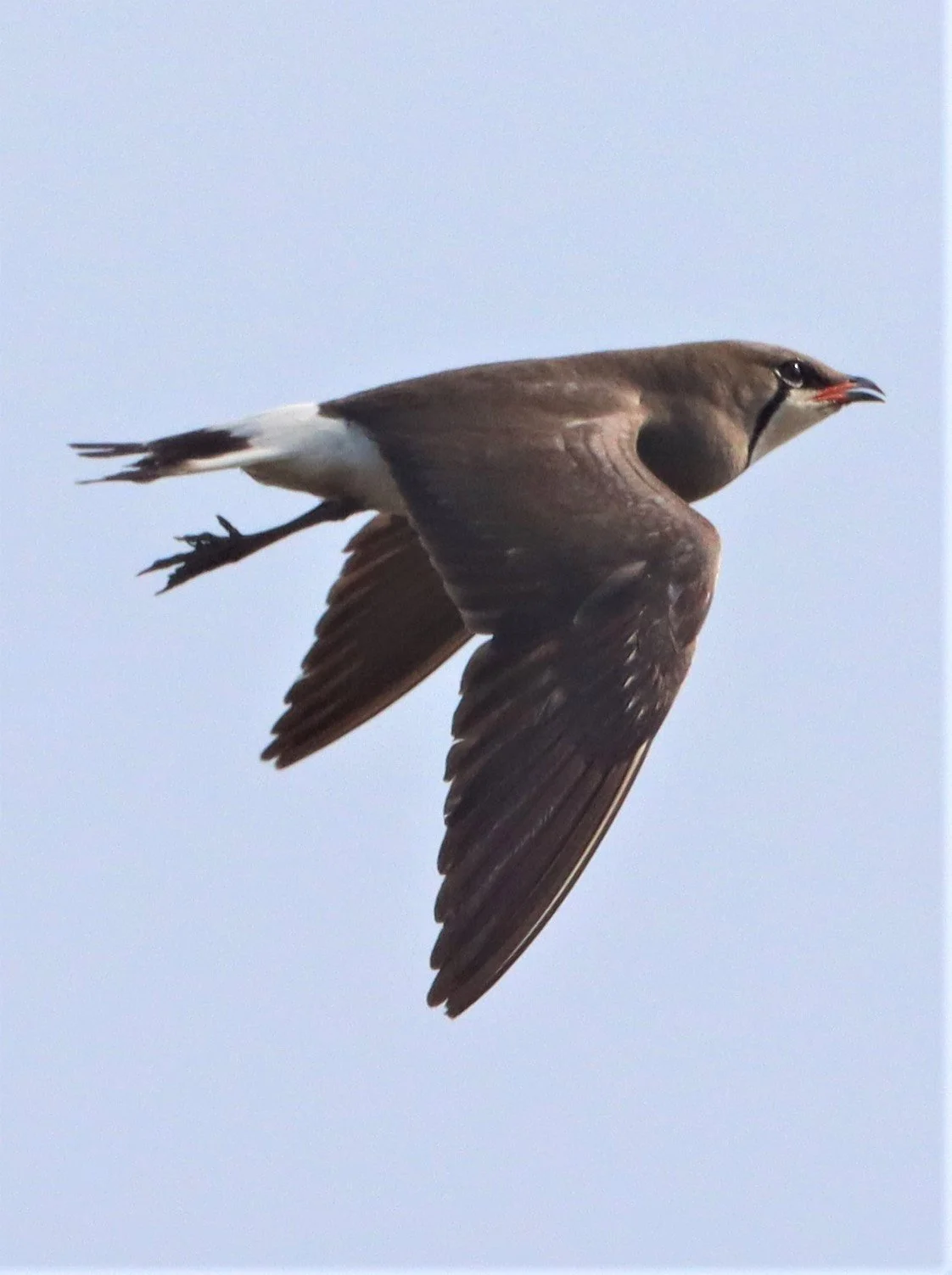 PRATINCOLE - ORIENTAL PRATINCOLE - Glaveola maldivarum -  PATHUM THANI RICE RESEARCH CENTER (31).jpg