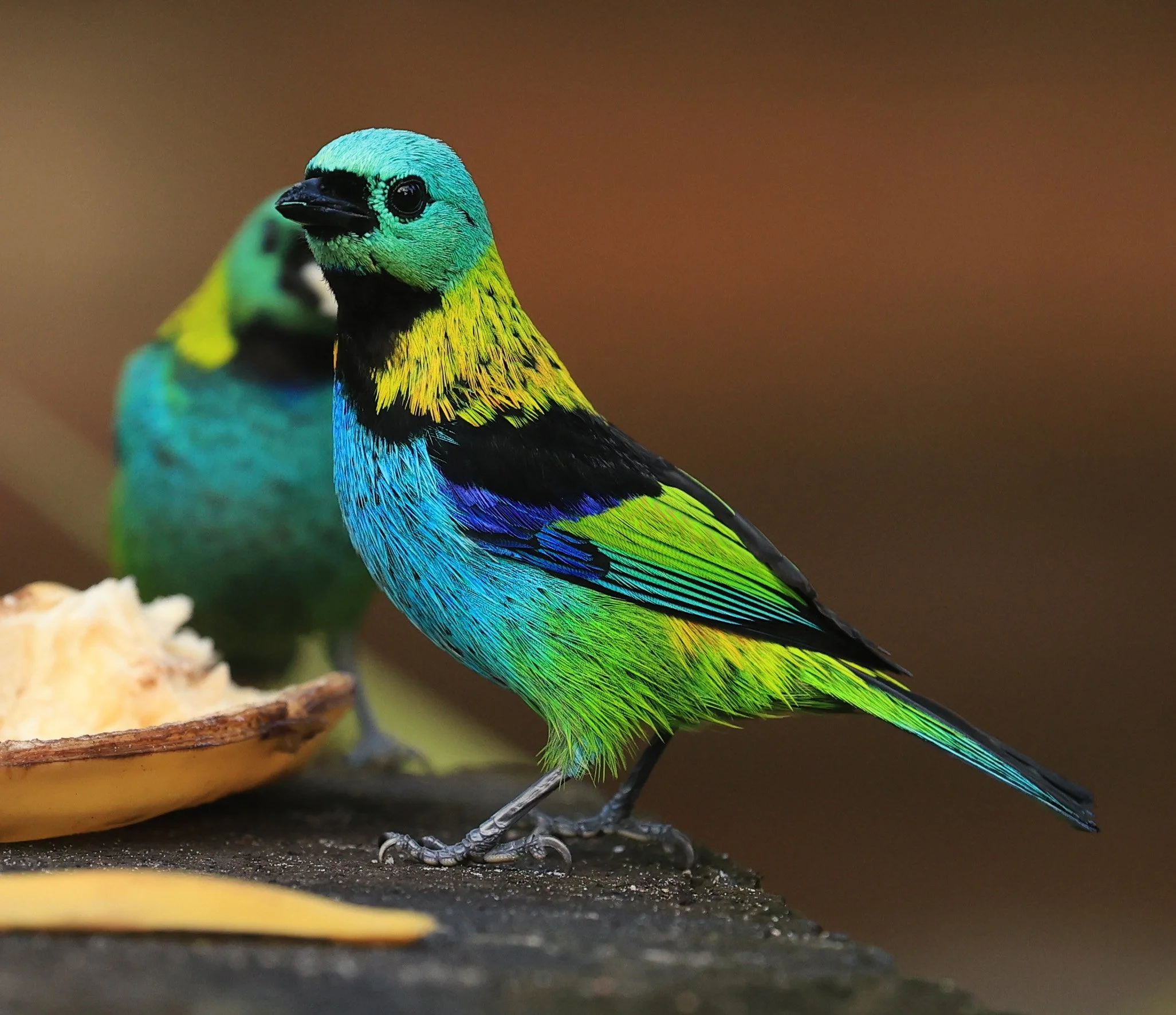 Green-headed Tanager (Tangara seledon)  Superagui National Park, Brazil (251).jpg
