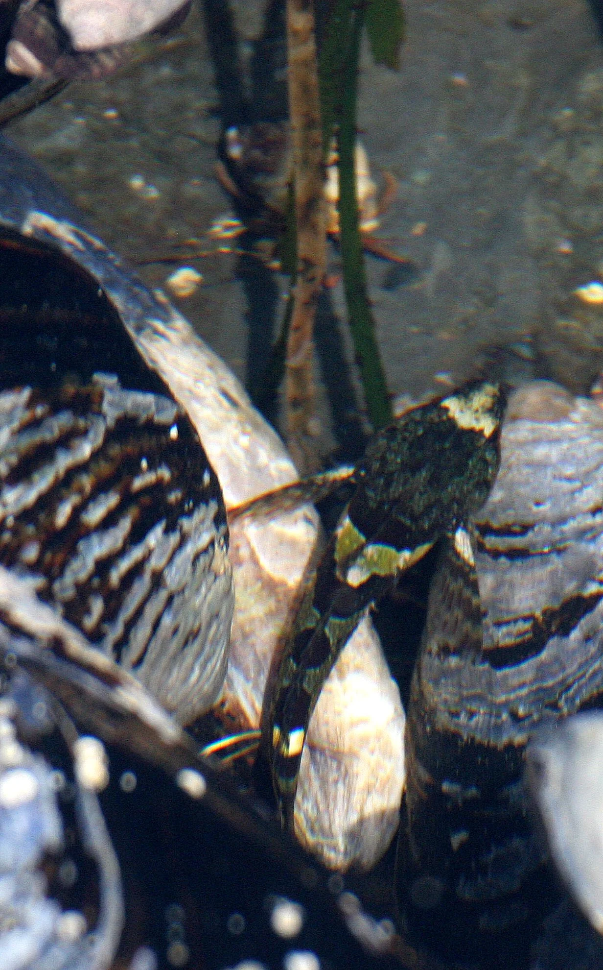 FISH - SCULPIN SPECIES A - TONGUE POINT WA.JPG