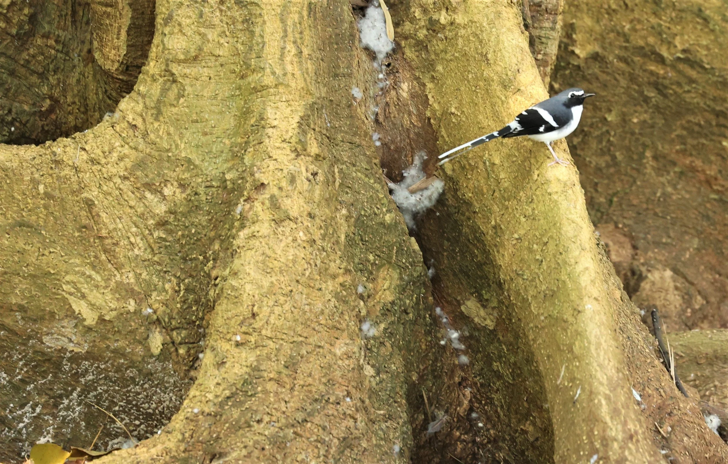 FORKTAIL - SLATY-BACKED FORKTAIL - Enicurus schistaceus - DOI INTHANON NP, CHIANG MAI DEC 2021 (2).jpg