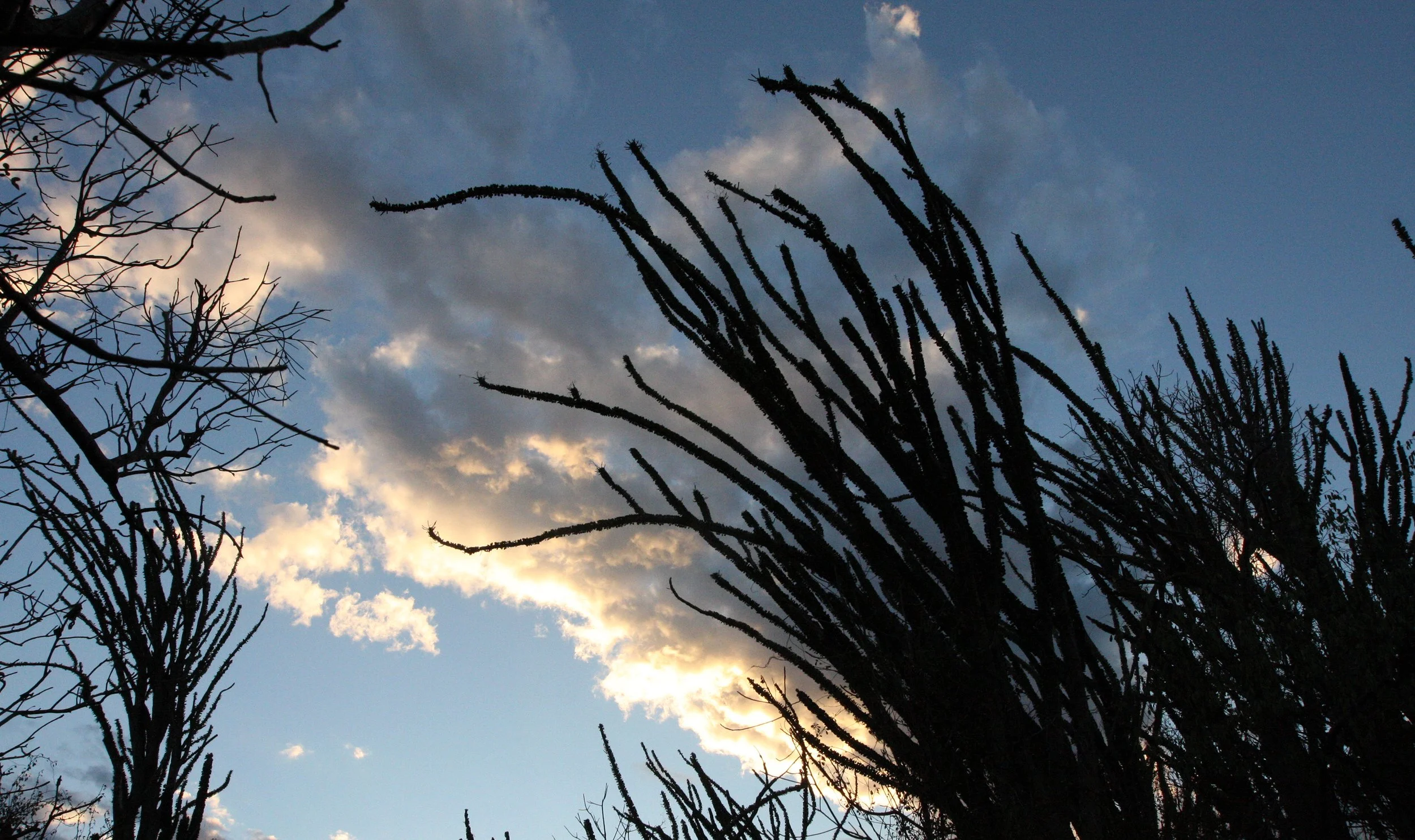 BERENTY RESERVE MADAGASCAR - SUNSET OVER THE SPINY FOREST (6).JPG