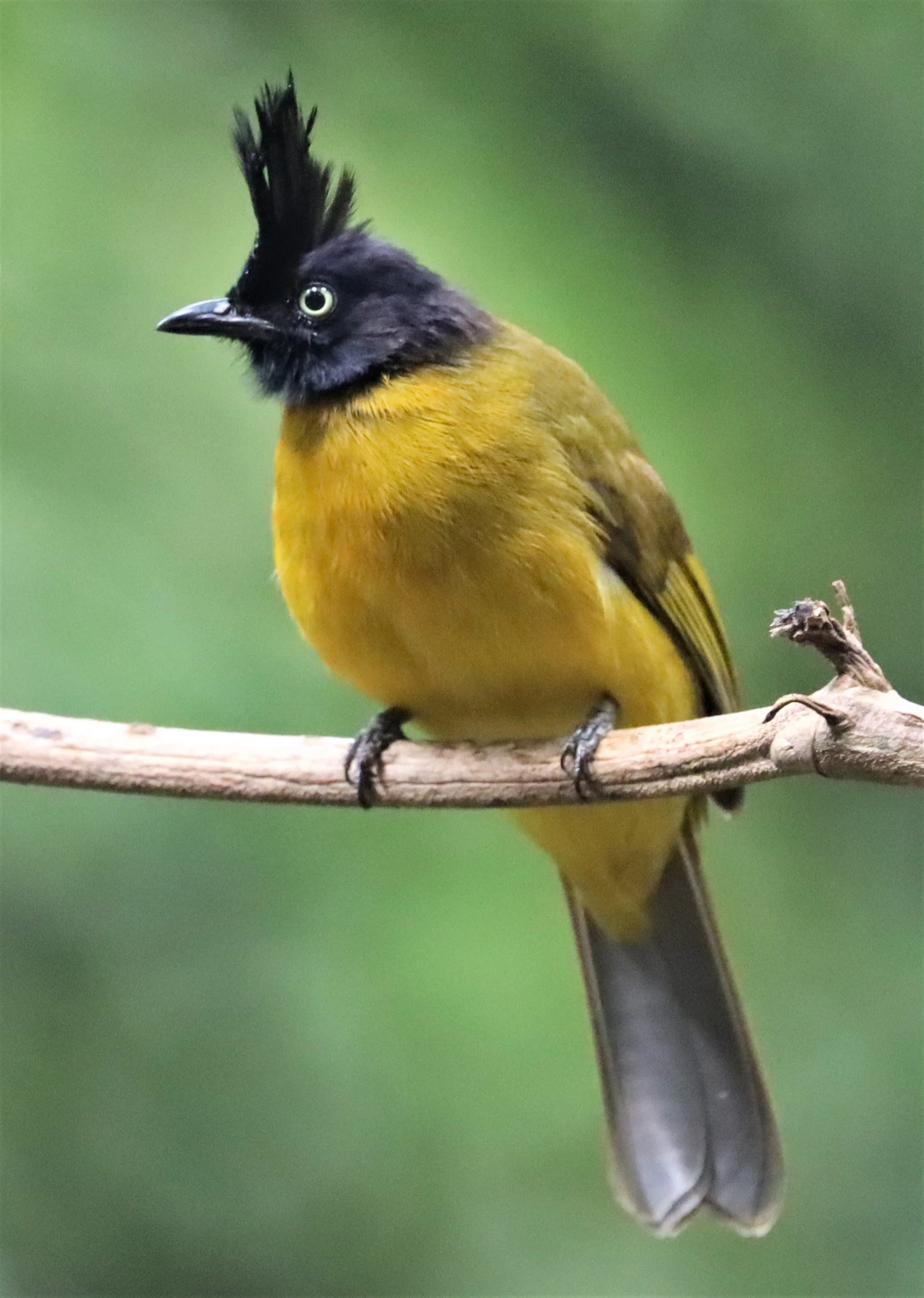 BULBUL - BLACK CRESTED BULBUL - Pycnonotus melanicterus - WAT THAM PRATHUN CHONBURI (11).jpg