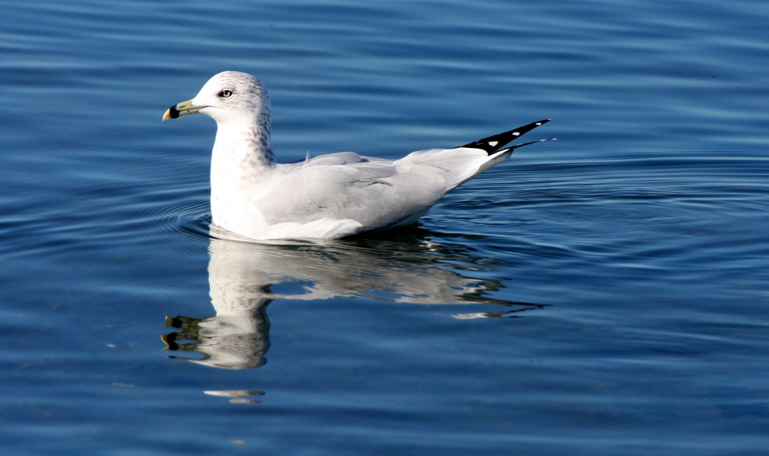 BIRD - GULL - RING-BILLED GULL - SEQUIM BAY (3).JPG