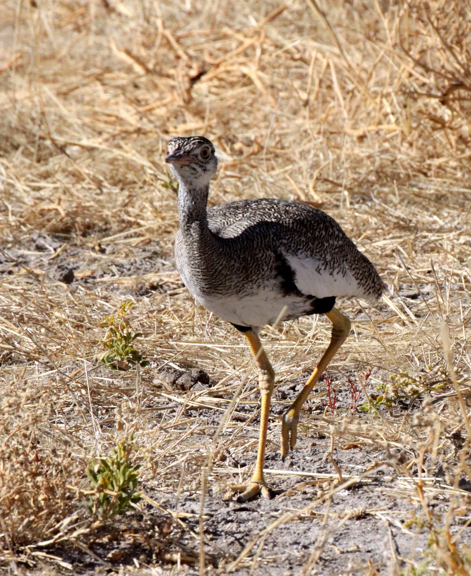 Northern Black Korhaan (Afrotis afraoides) Etosha National Park Namibia Female (7).JPG