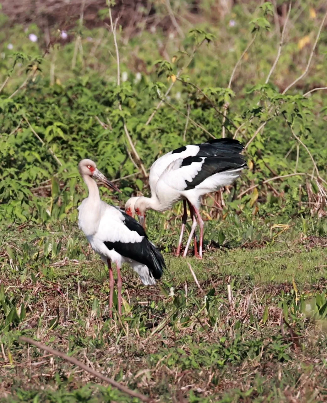 Stork - Maguari Stork - Ciconia maguari - Pantanal - Mato Grosso, Transpantaneira M-060 (39).jpg