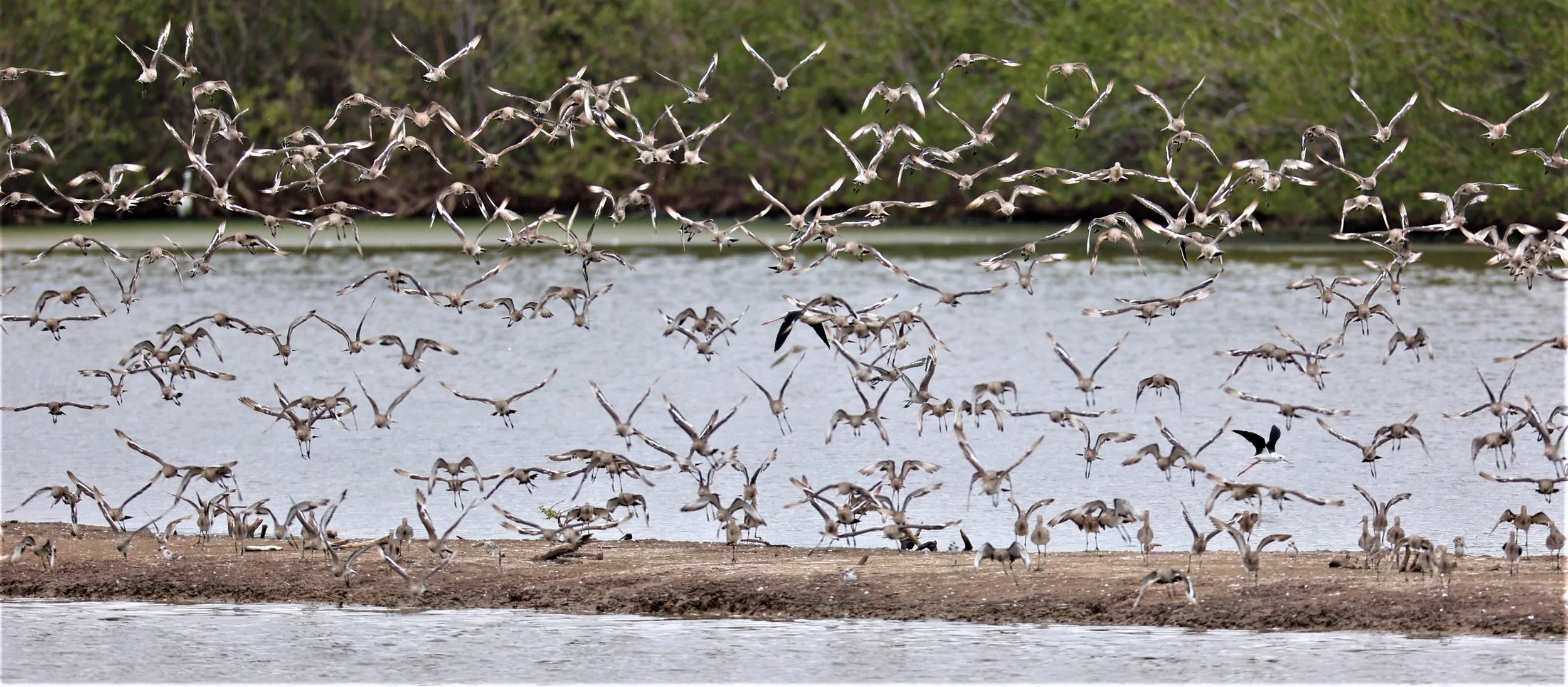 GODWIT - BLACK-TAILED GODWIT - Limosa limosa - BANG PU FOREST RESERVE SEPT 12 2021 (56).jpg