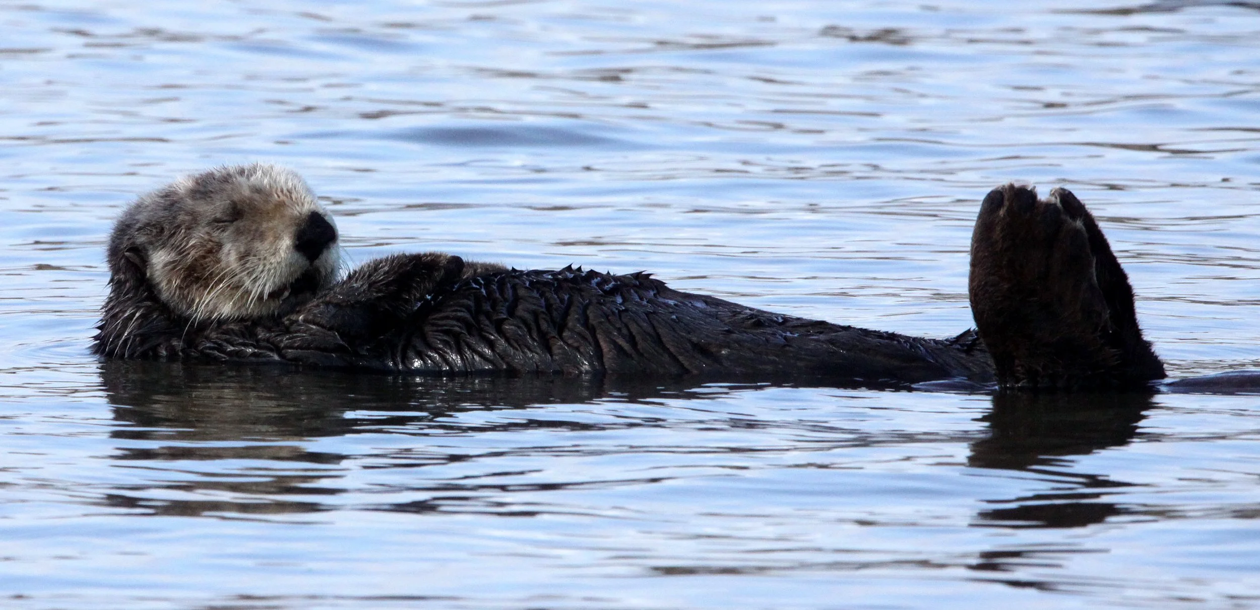 Enhydra lutris nereis - CALIFORNIA (SOUTHERN) SEA OTTER - ELKHORN SLOUGH  WILDLIFE REFUGE CALIFORNIA (54).JPG