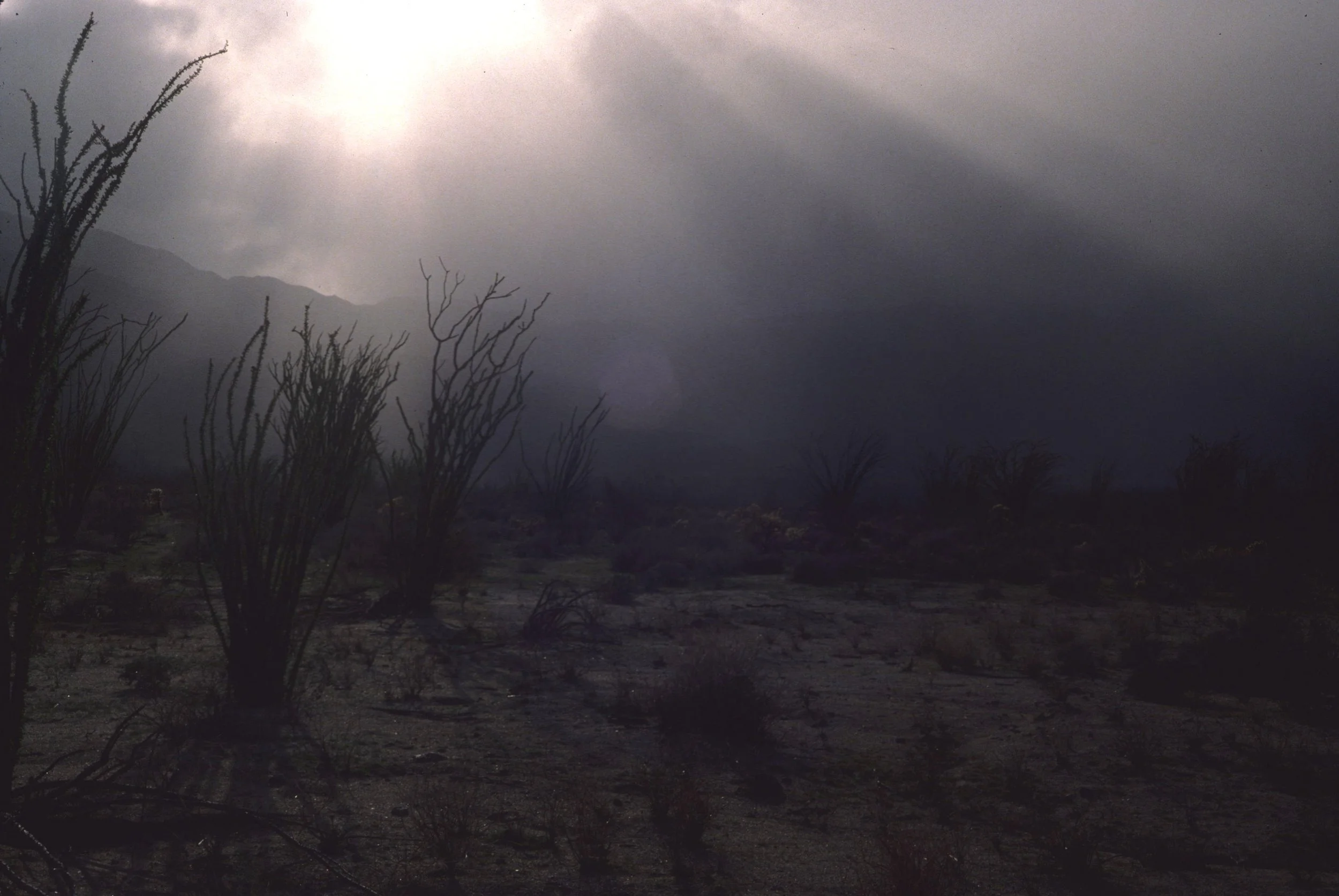 ANZA BORREGO - OCOTILLO COMMUNITY A.jpg