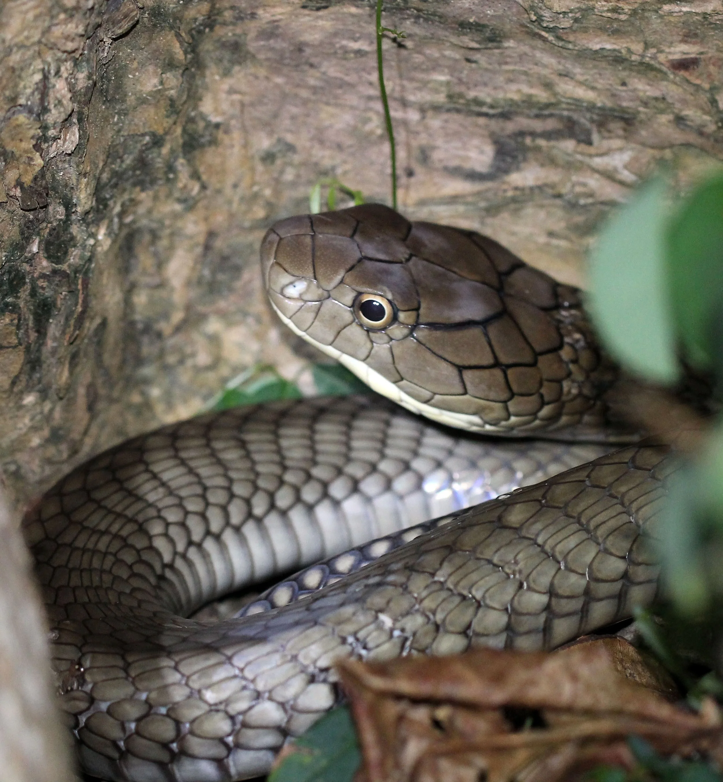 Ophiophagus hannah - KING COBRA - KOH LANTA THAILAND (13).JPG