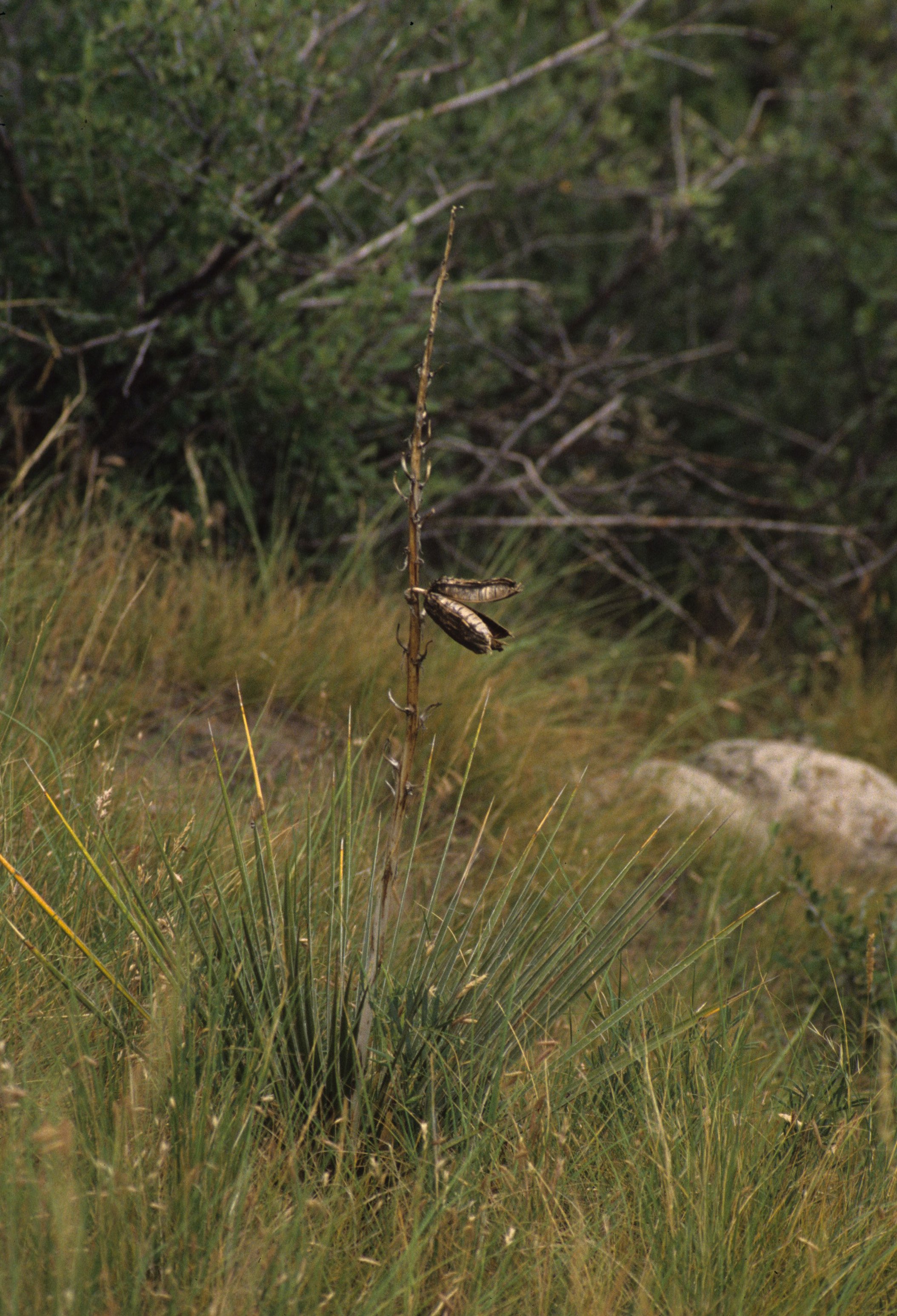 GREAT PLAINS - LILIACEAE SPECIES - CHIMNEY ROCK NM NEBRASKA.jpg