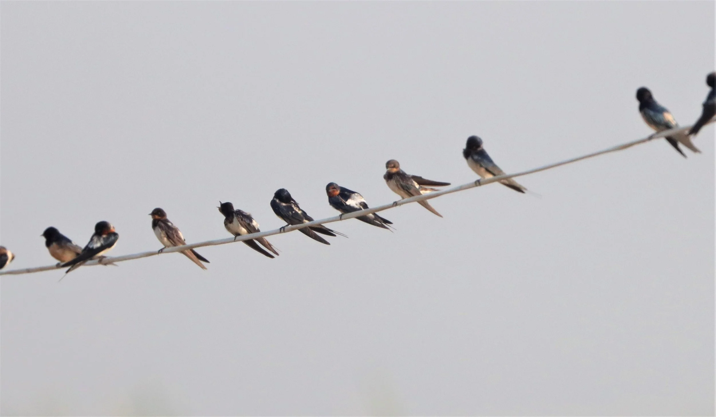 Barn Swallow (Hirundo rustica) Bang Khaem Wetlands Nakhon Pathom Thailand.jpg