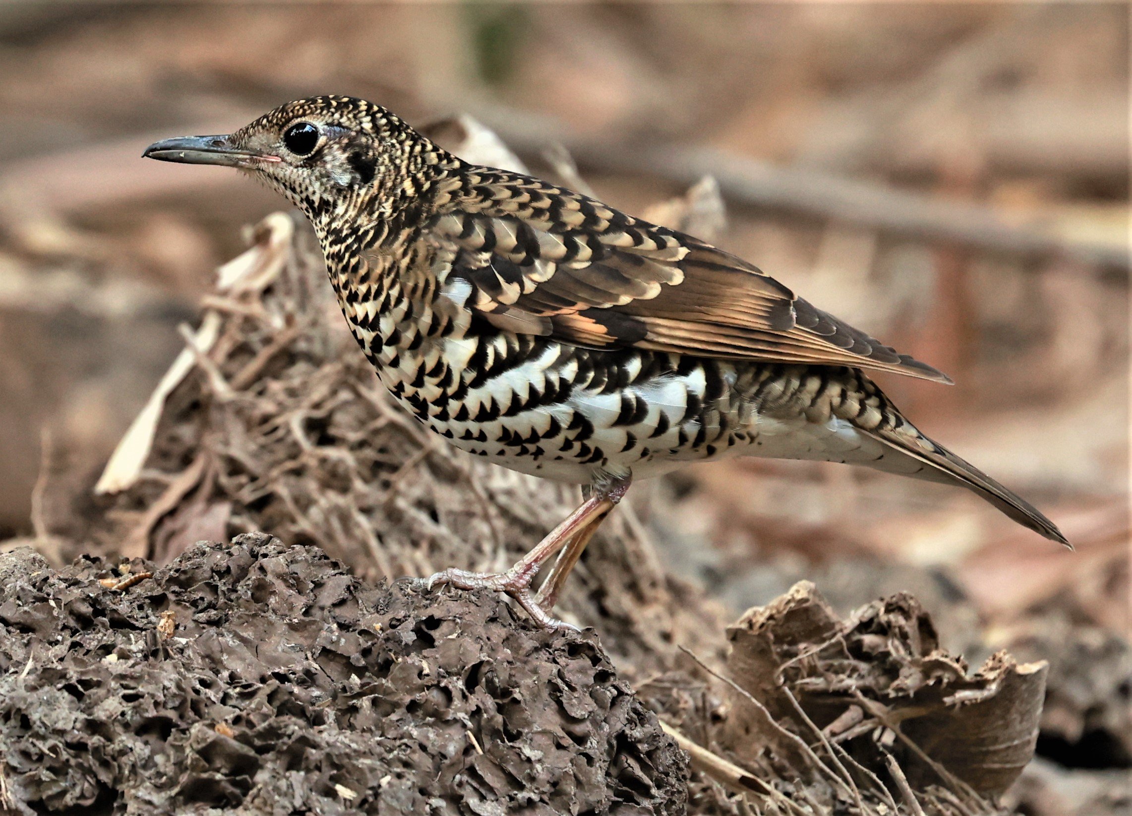 White's Thrush (Zoothera aurea) Putthamonthon Park Nakhon Pathom Thailand (148).jpg