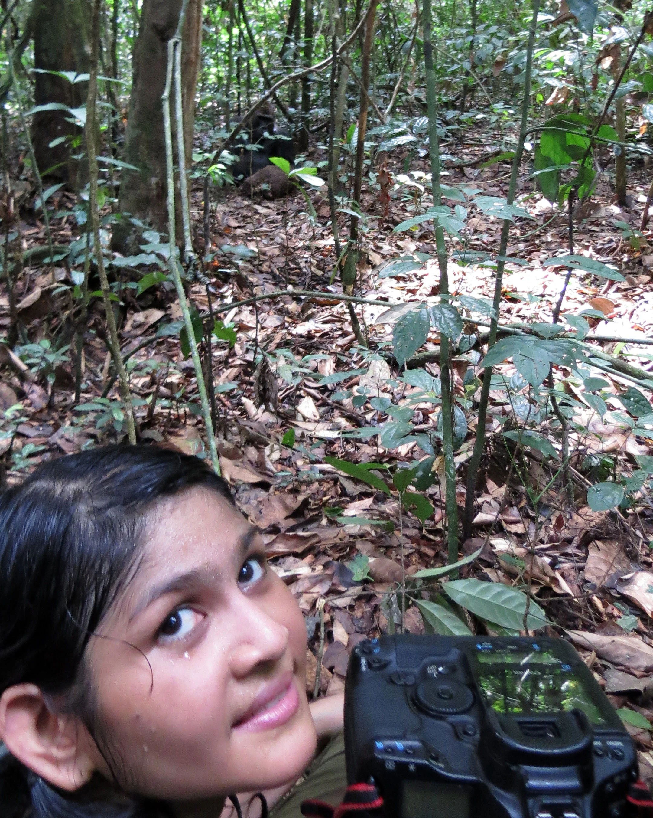 Looking for Lowland Gorillas