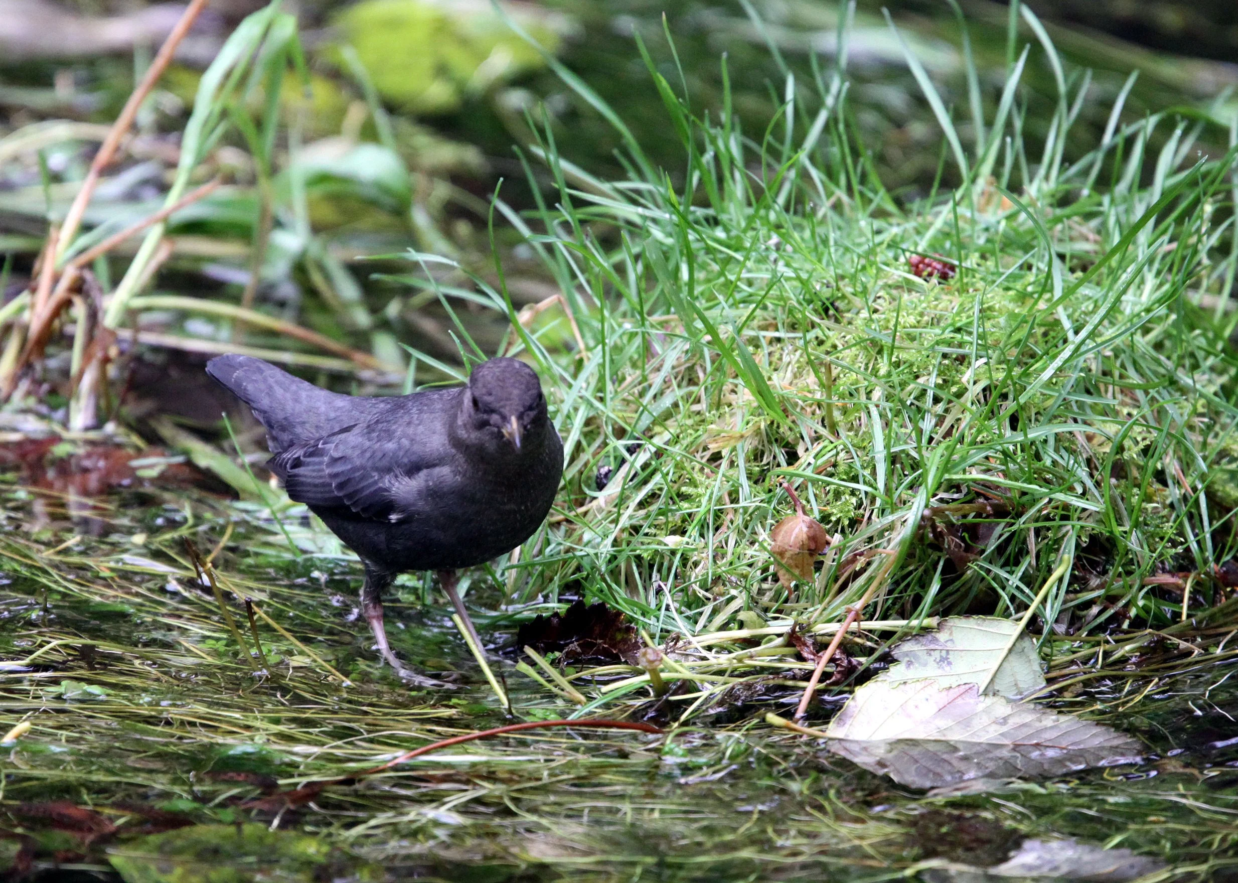 American dipper (Cinclus mexicanus) Hoh Rainforest Washington State (13).JPG