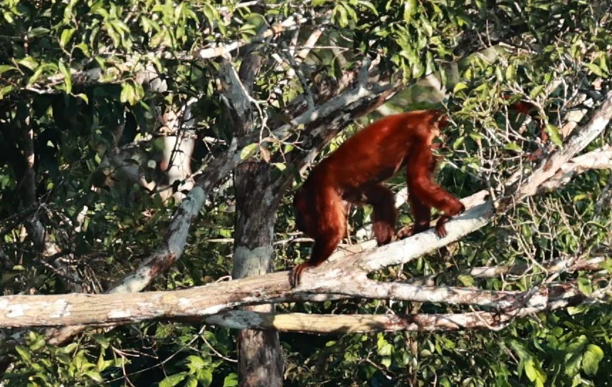 Atelidae - Alouatta macconnelli - Guyanan Red Howler - Museu da Amazonia Tower Park (MUSA), Manaus (21).jpg