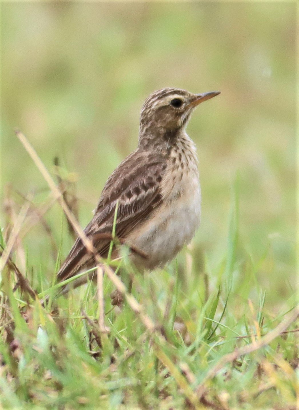 Paddyfield Pipit (Anthus rufulus) KHAO SAM ROI YOD NP (5).jpg