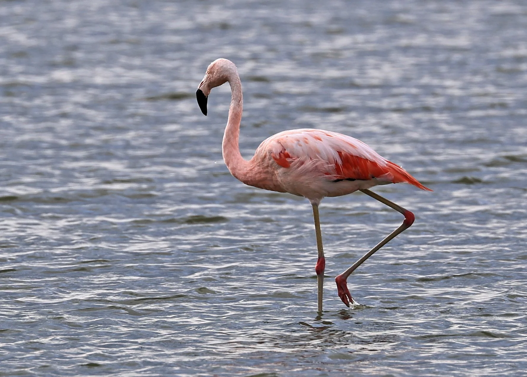 Chilean Flamingo (Phoenicopterus chilensis) Chaco Lodge & Laguna Salada Paraguay (18).jpg