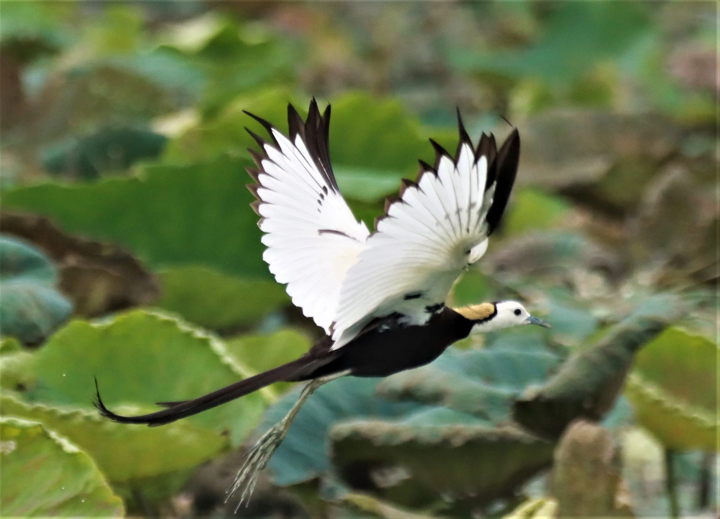 JACANA - PHEASANT-TAILED JACANA - Hydrophasianus chirurgus - BUENG BORAPHET NAKHON SAWAN AUGUST 2021 (54).jpg