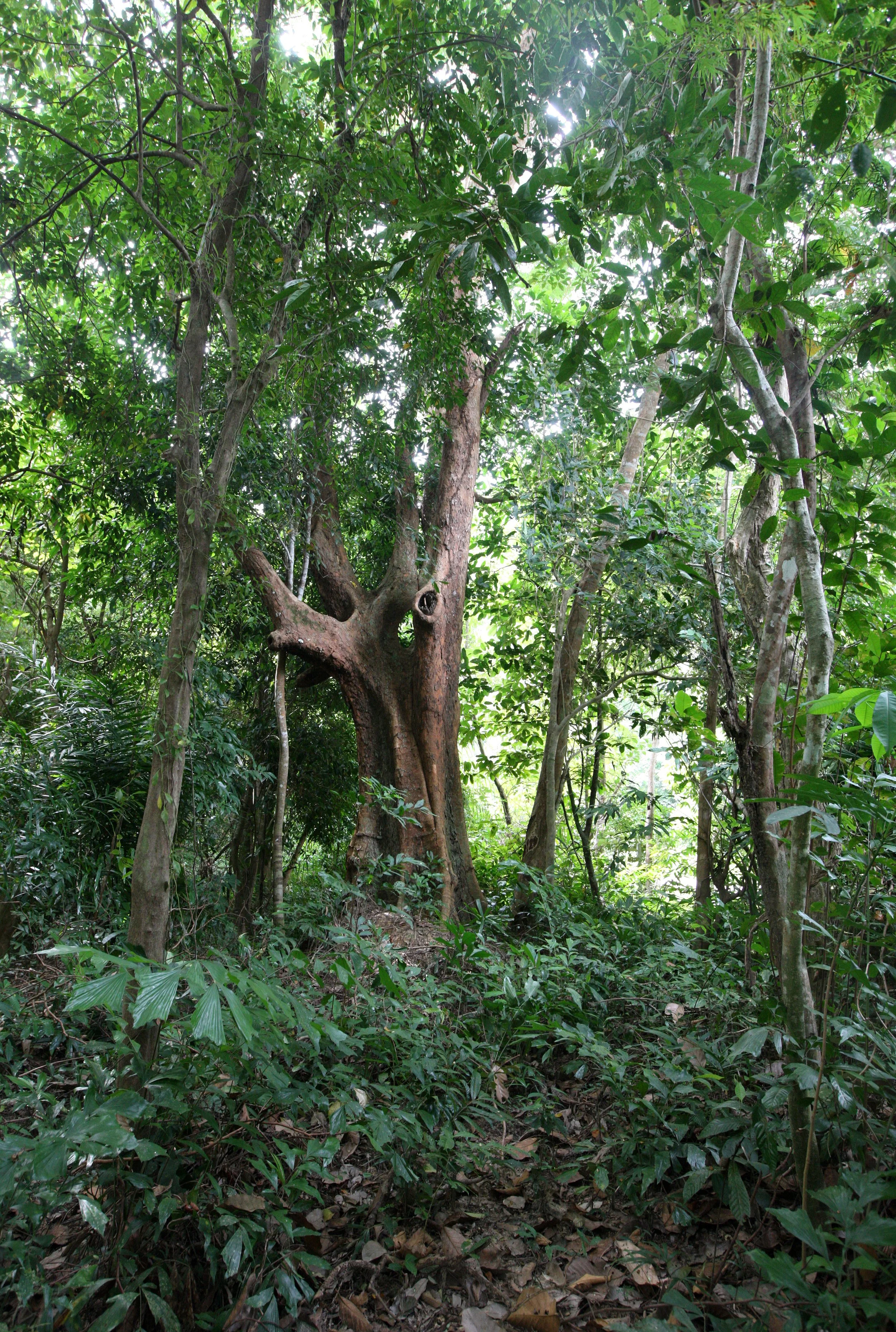 LANTA ISLAND - OUR PROPERTY - WINTER 2011 (7).JPG