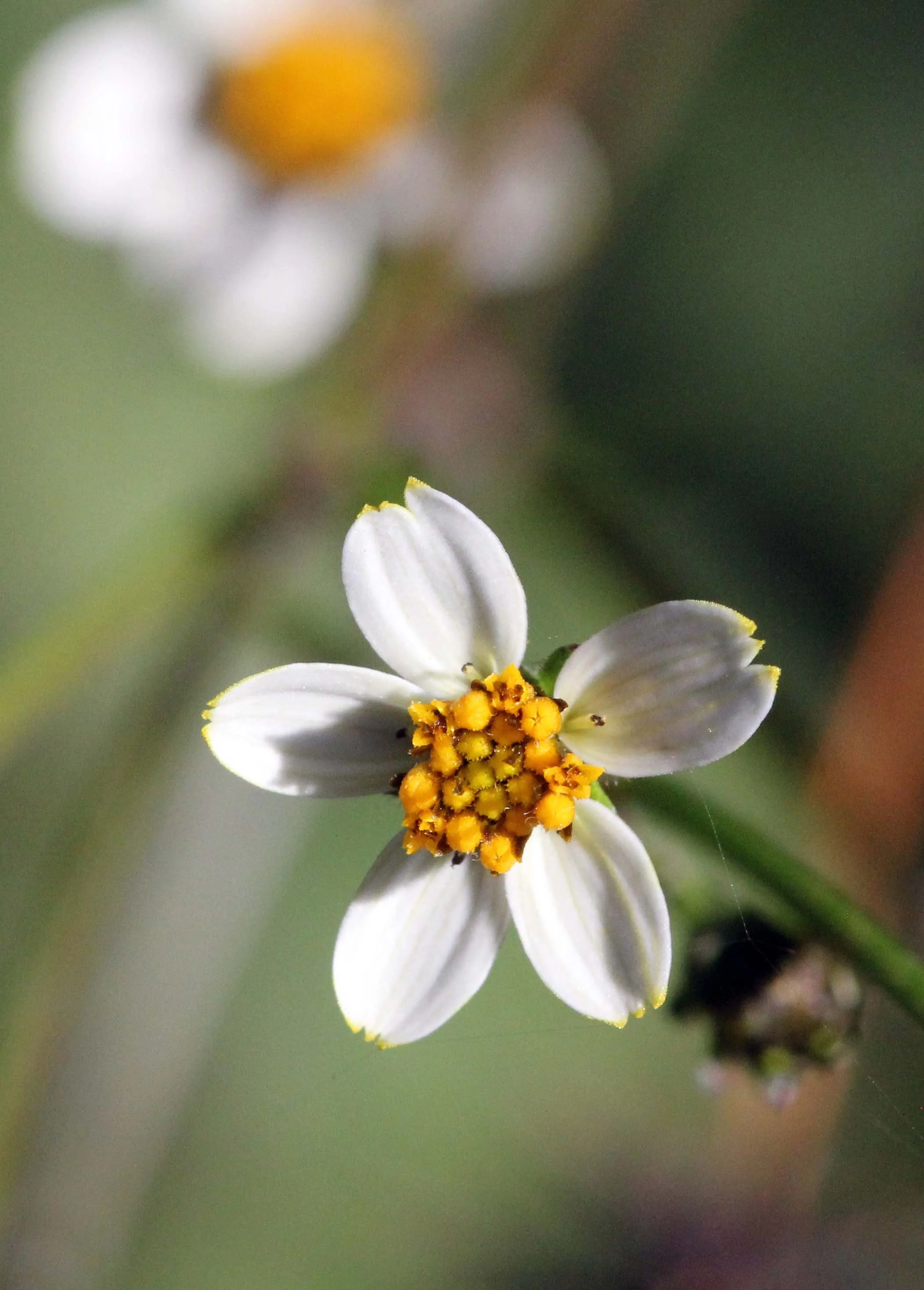 PAMPADUM SHOLA NATIONAL PARK - KERALA INDIA - PHOTO BY SOM SMITH (79).JPG