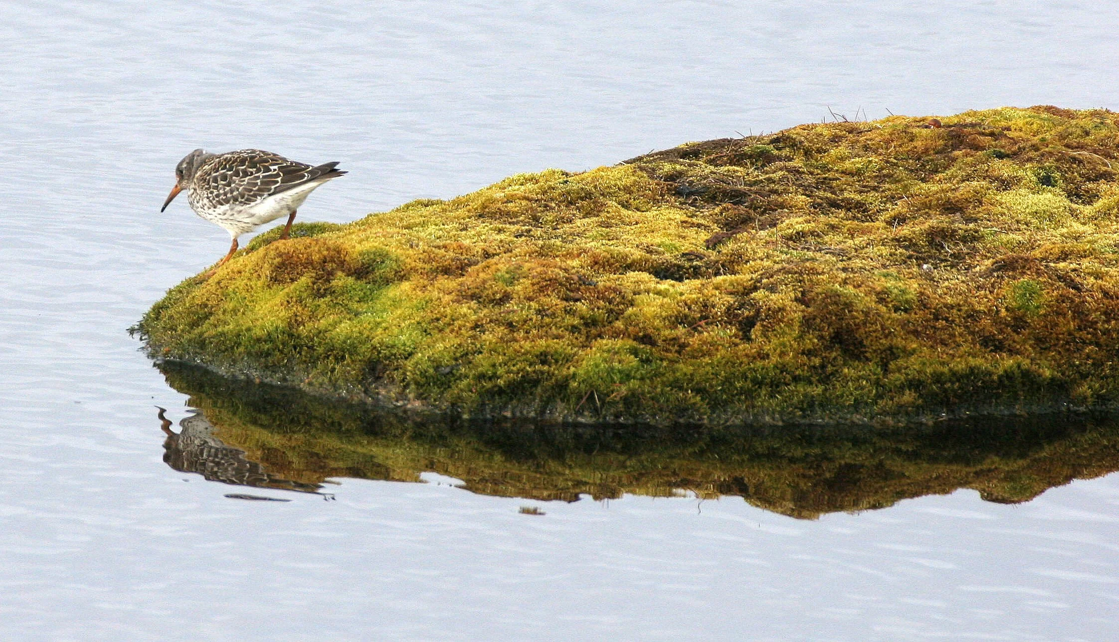 BIRD - SANDPIPER - PURPLE SANDPIPER - SVALBARD (6).jpg