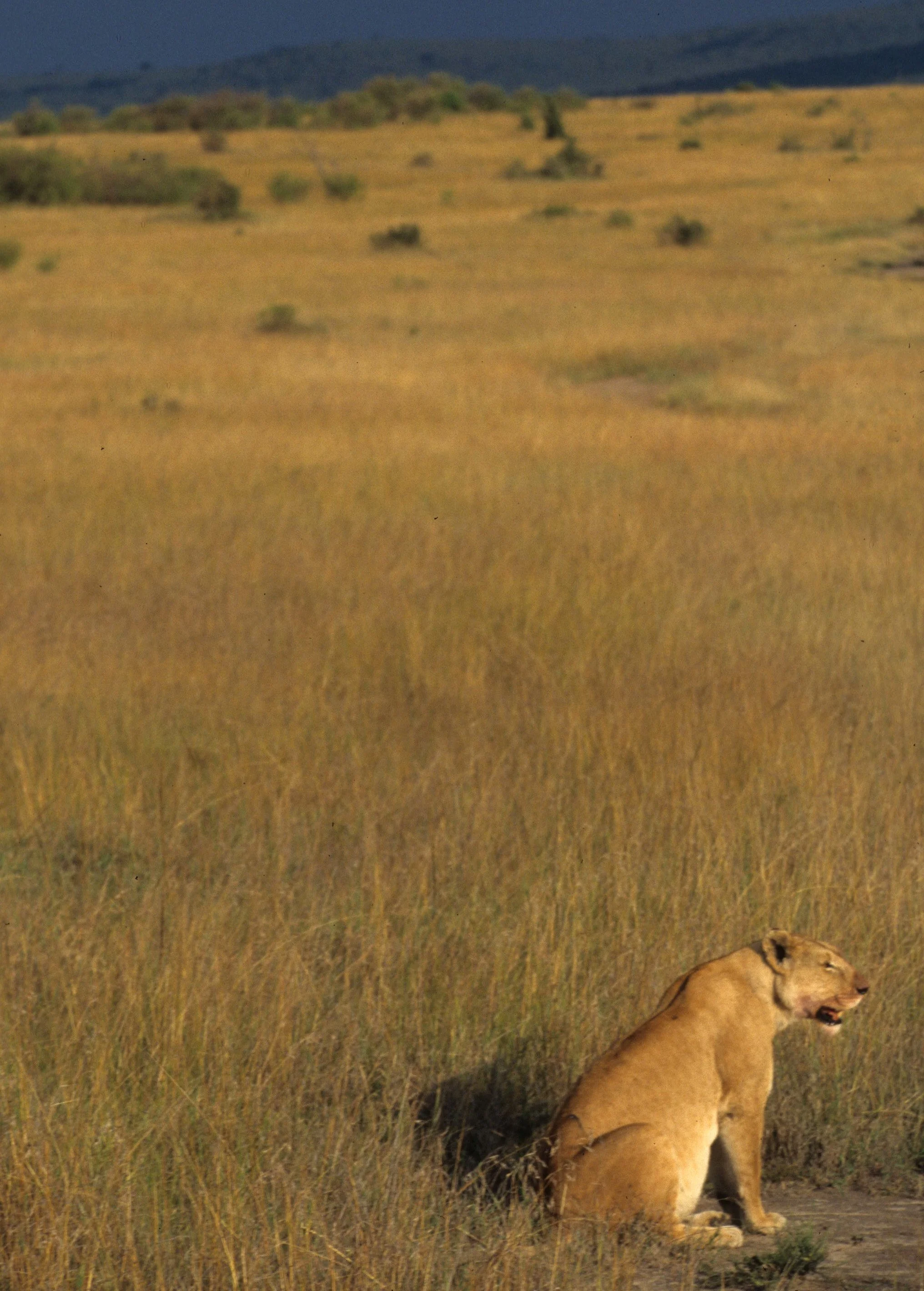 FELID - LION - SERENGETI (36).jpg