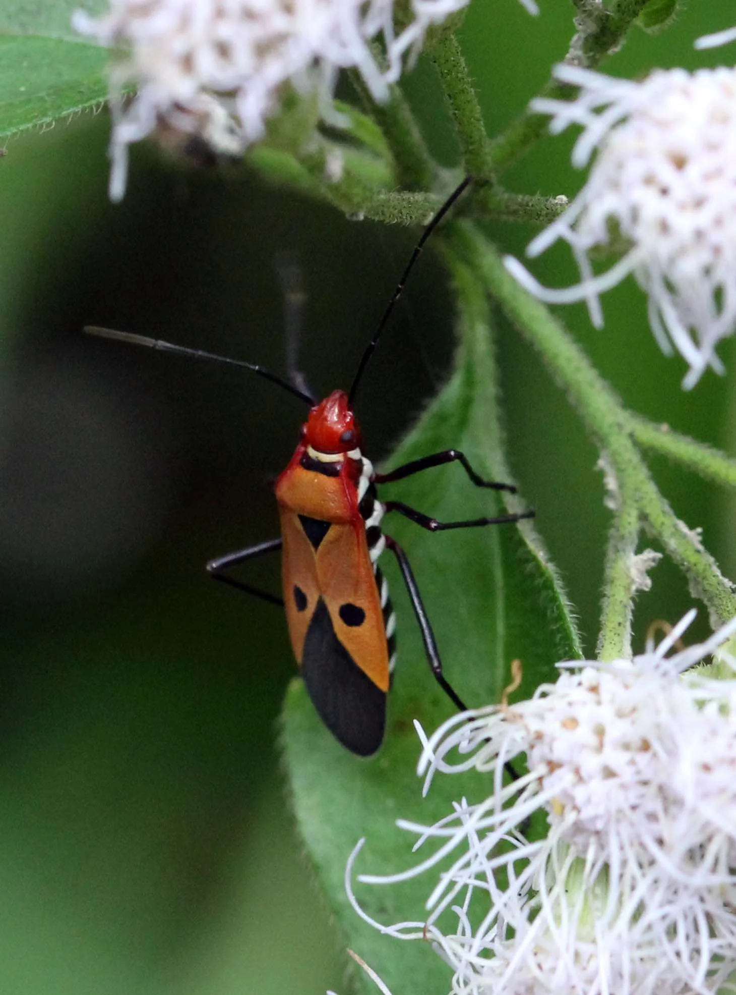 Dysdercus cingulatus - Sigiriya Forest, Sri Lanka (3).JPG