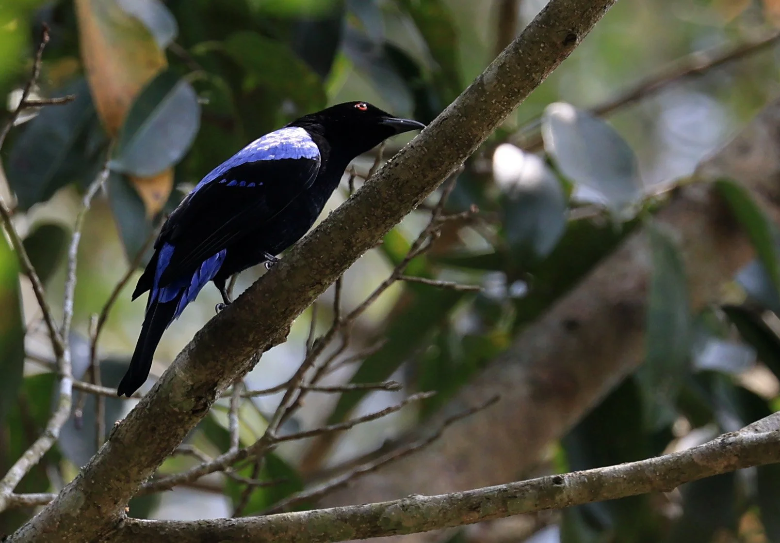 Asian Fairy-bluebird (Irena puella) Khao Yai National Park Feb 2026 Day 2 (43).jpg