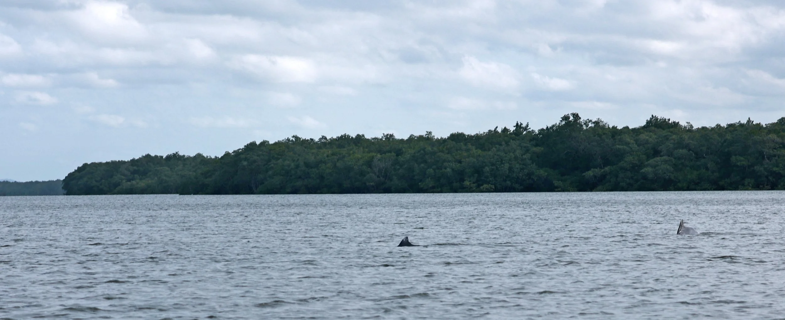 Guiana Dolphin (Sotalia guianensis) Superagüi National Park, Brazil (36).jpg