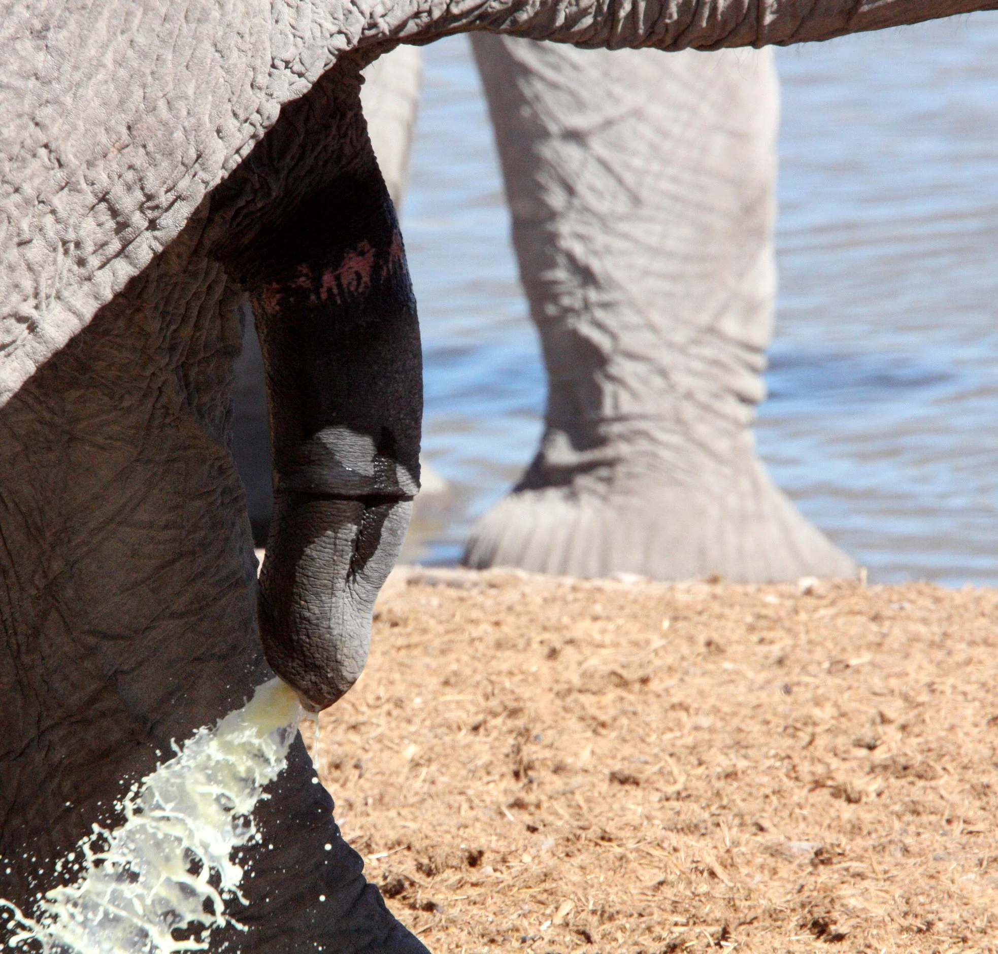 ELEPHANT - AFRICAN ELEPHANT - ETOSHA NATIONAL PARK NAMIBIA (77).JPG