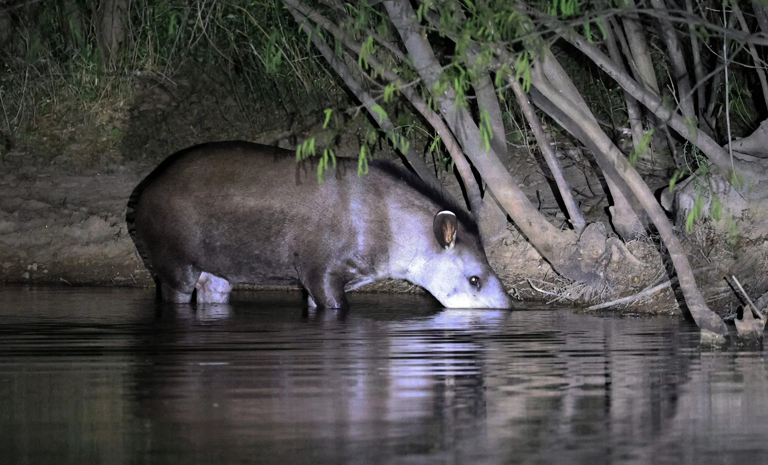 South American Tapir (Tapirus terrestris) Hotel Campestre Iparoma Paraguay  (10).jpg