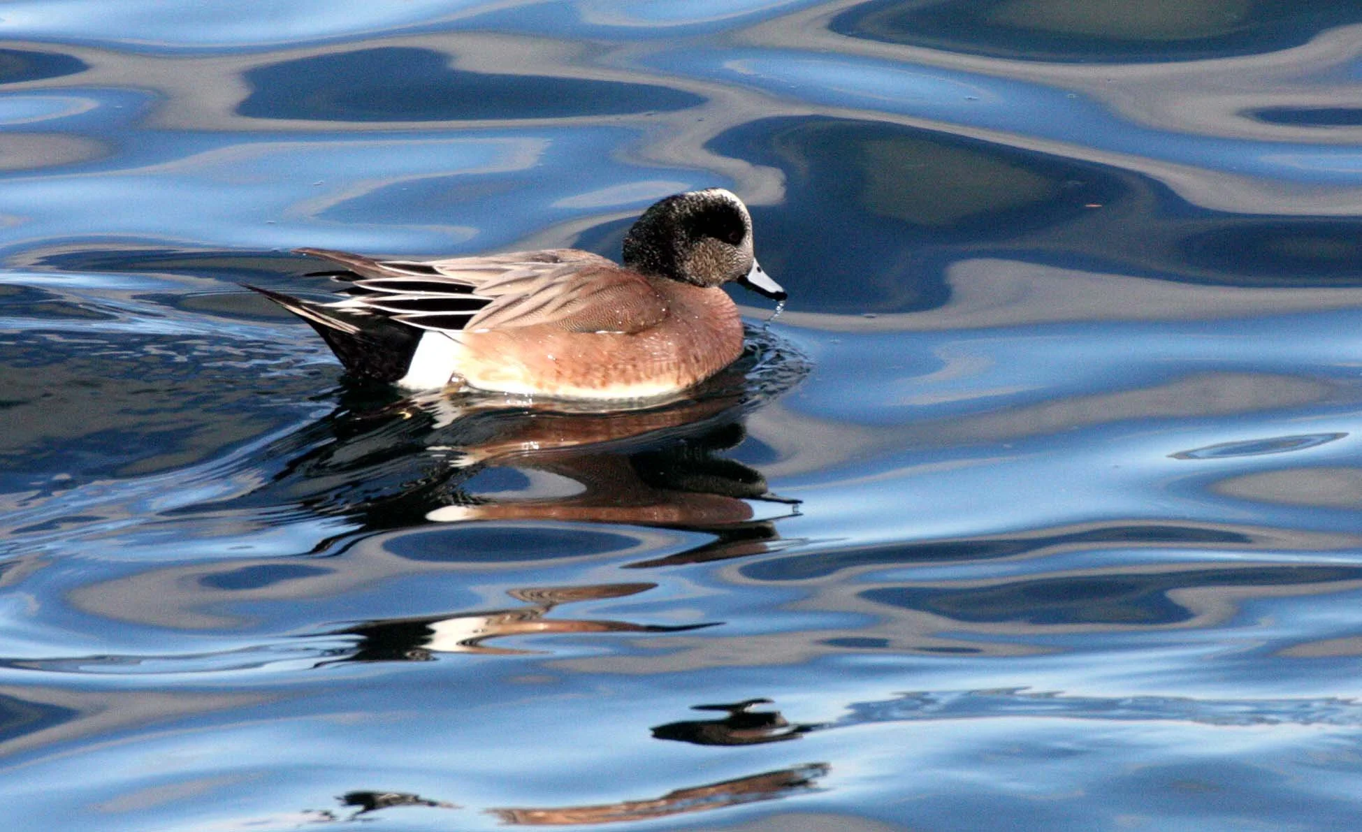 WIGEON - AMERICAN WIGEON - Mareca americana - PORT ANGELES HARBOR WASHINGTON (1).JPG
