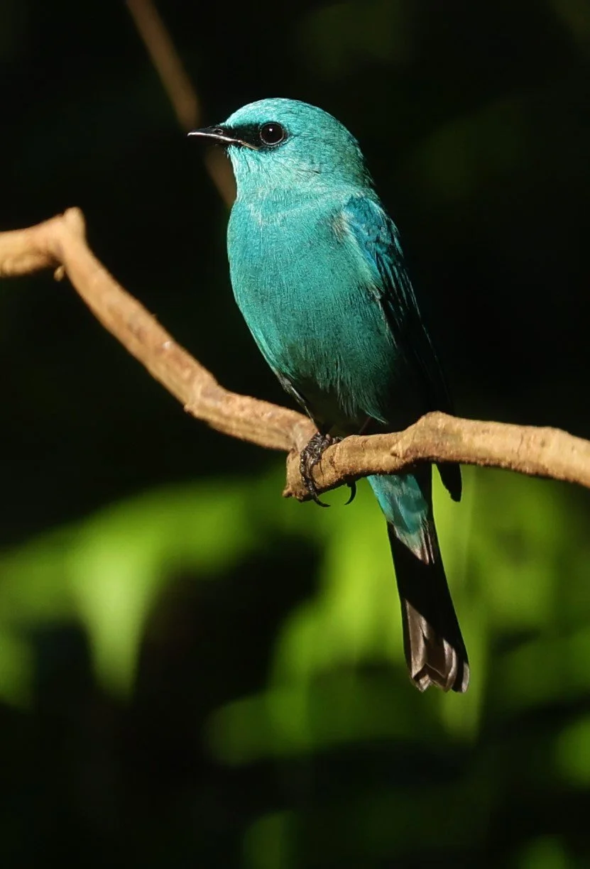 FLYCATCHER - VERDITER FLYCATCHER - Eumyias thalassina - WAT THAM PRATHUM CHONBURI JAN 30 2022 (146).jpg