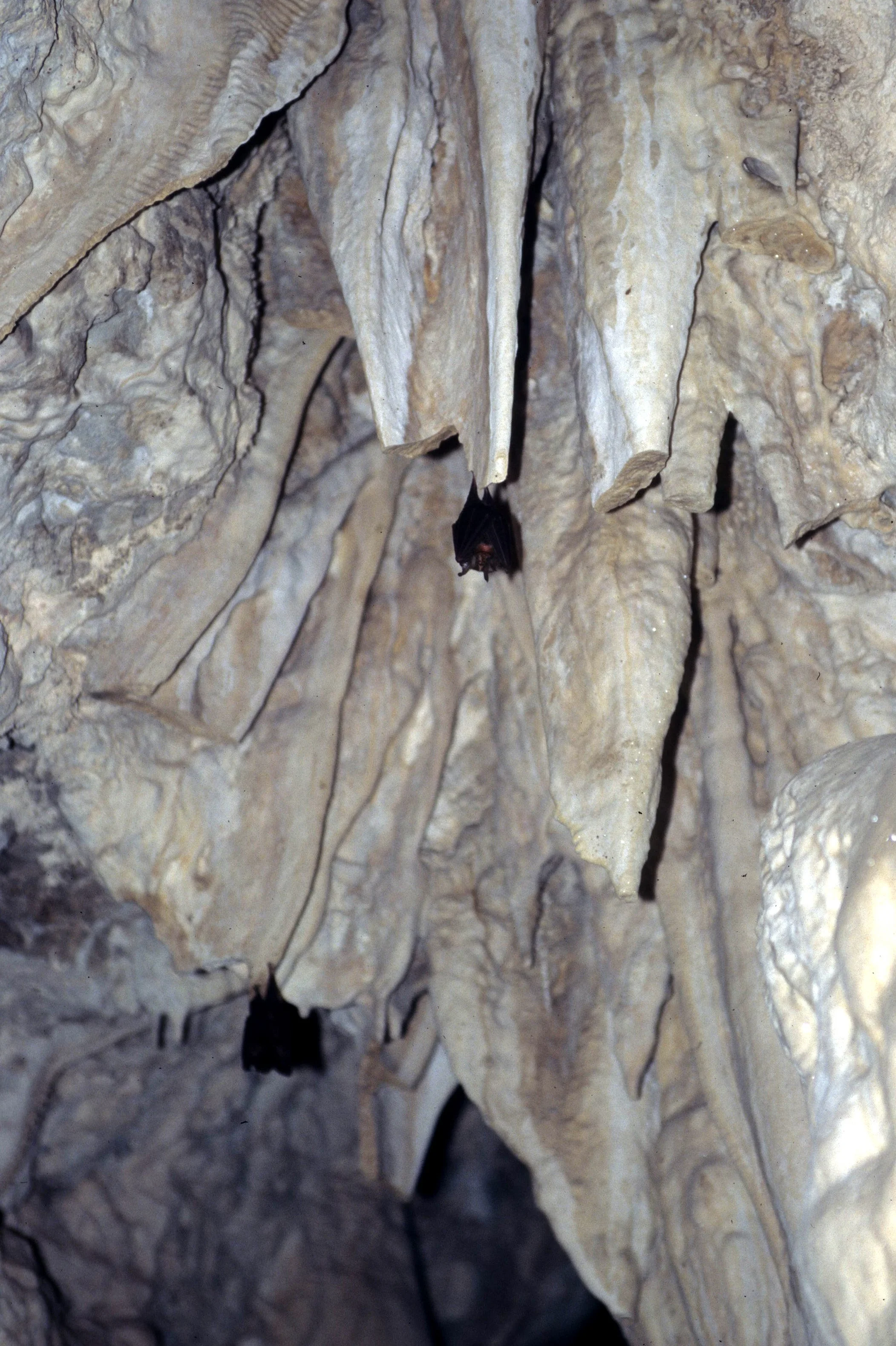 CHIROPTERA - INSECTIVOROUS BATS IN FLORES CAVE.jpg