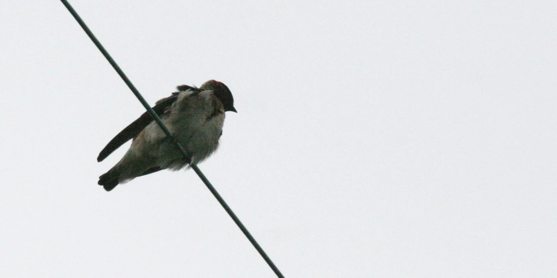 Cliff Swallow (Petrochelidon pyrrhonota) Jamestown Washington Olympic Peninsula (3).JPG