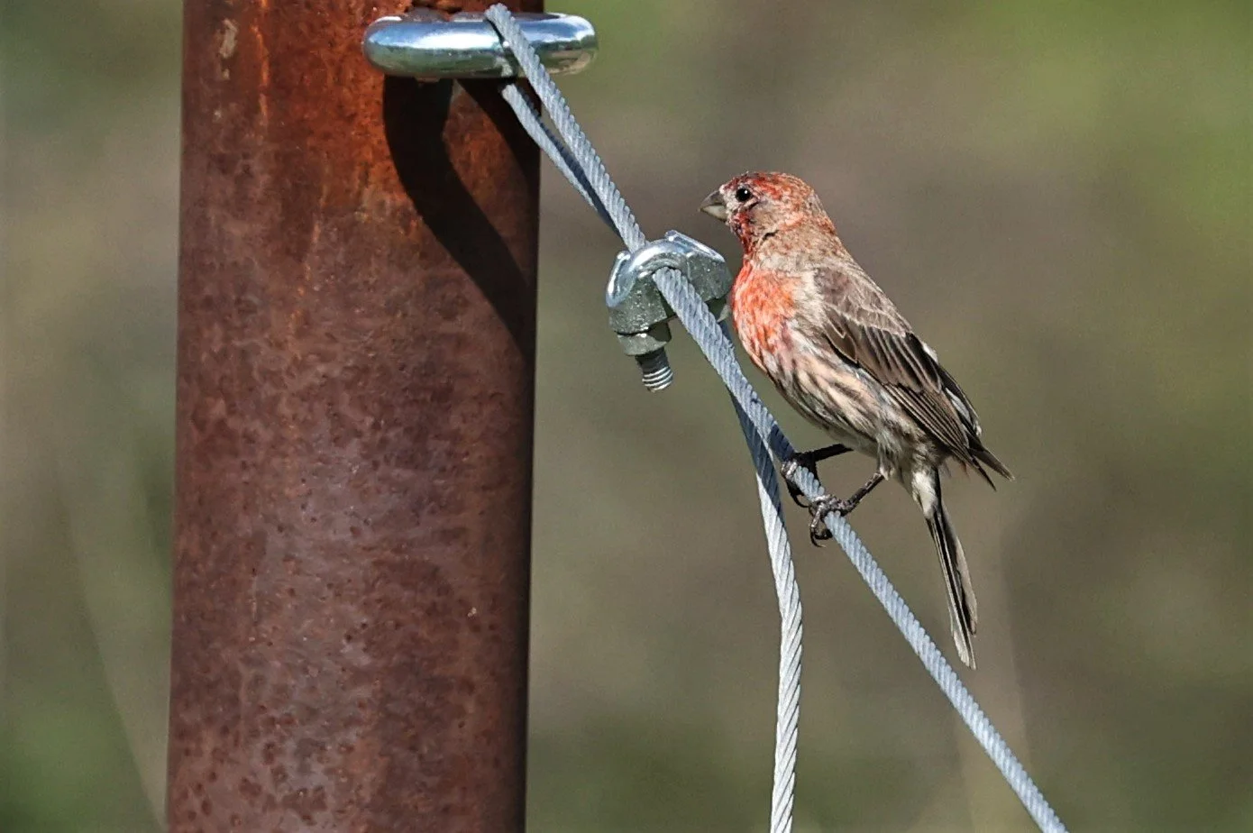 House Finch (Haemorhous mexicanus) Cave Creek Arizona (3).jpg