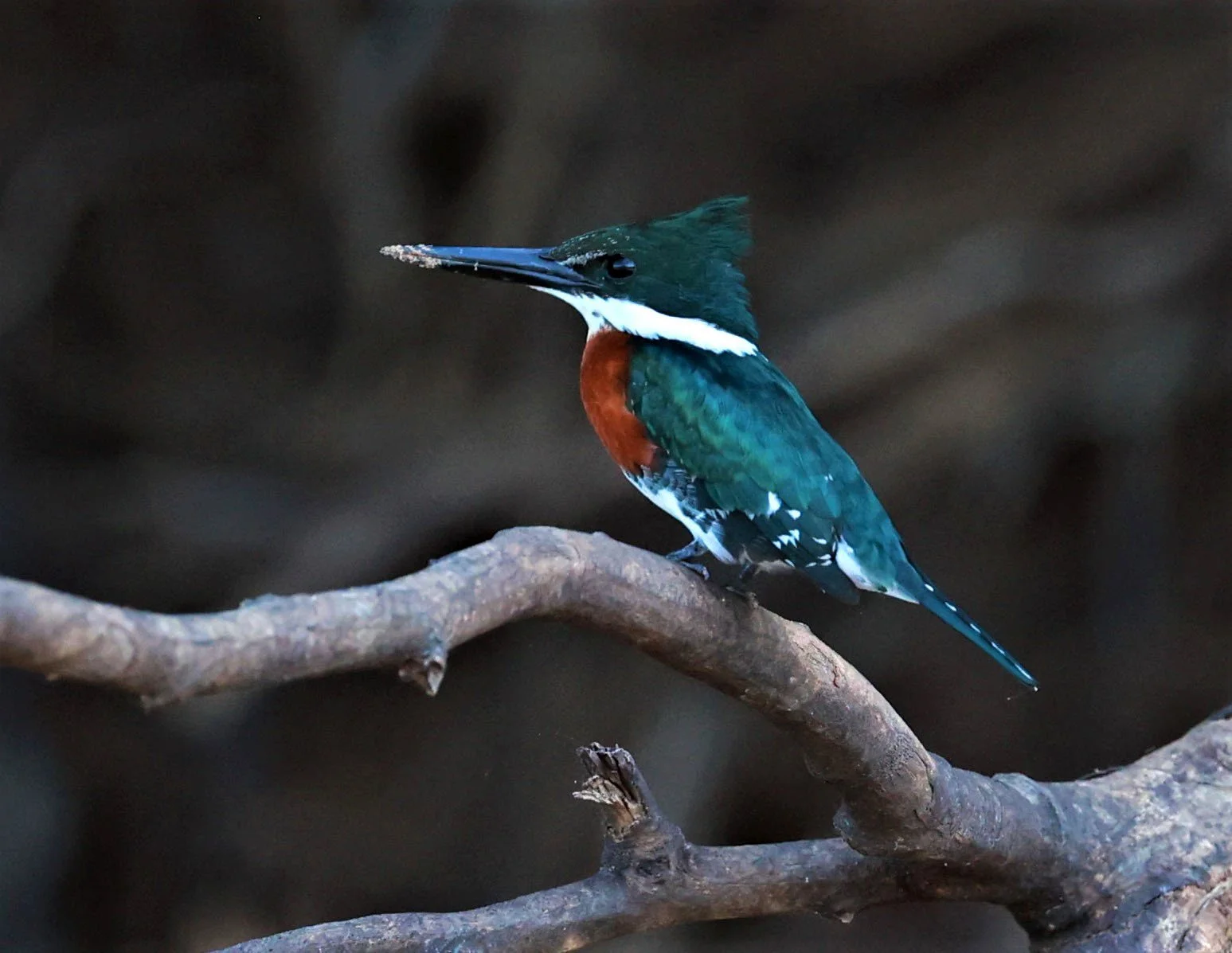 Kingfisher - Amazon Kingfisher - Chloroceryle amazona - Pousada Aguape - Fazenda São José Zona Rural, Aquidauana, Mato Grosso do Sul, Brazil (9).JPG
